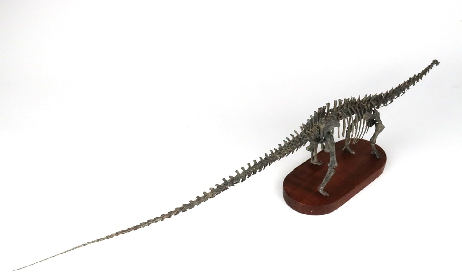 菊石 1/48 サイズ ディプロドクス 骨格 フィギュア 恐竜 ジュラ紀 ディプロドクス科 台座付き 62cm級 樹脂 模型 リアル 大人のおもちゃ プラモデル おもちゃ