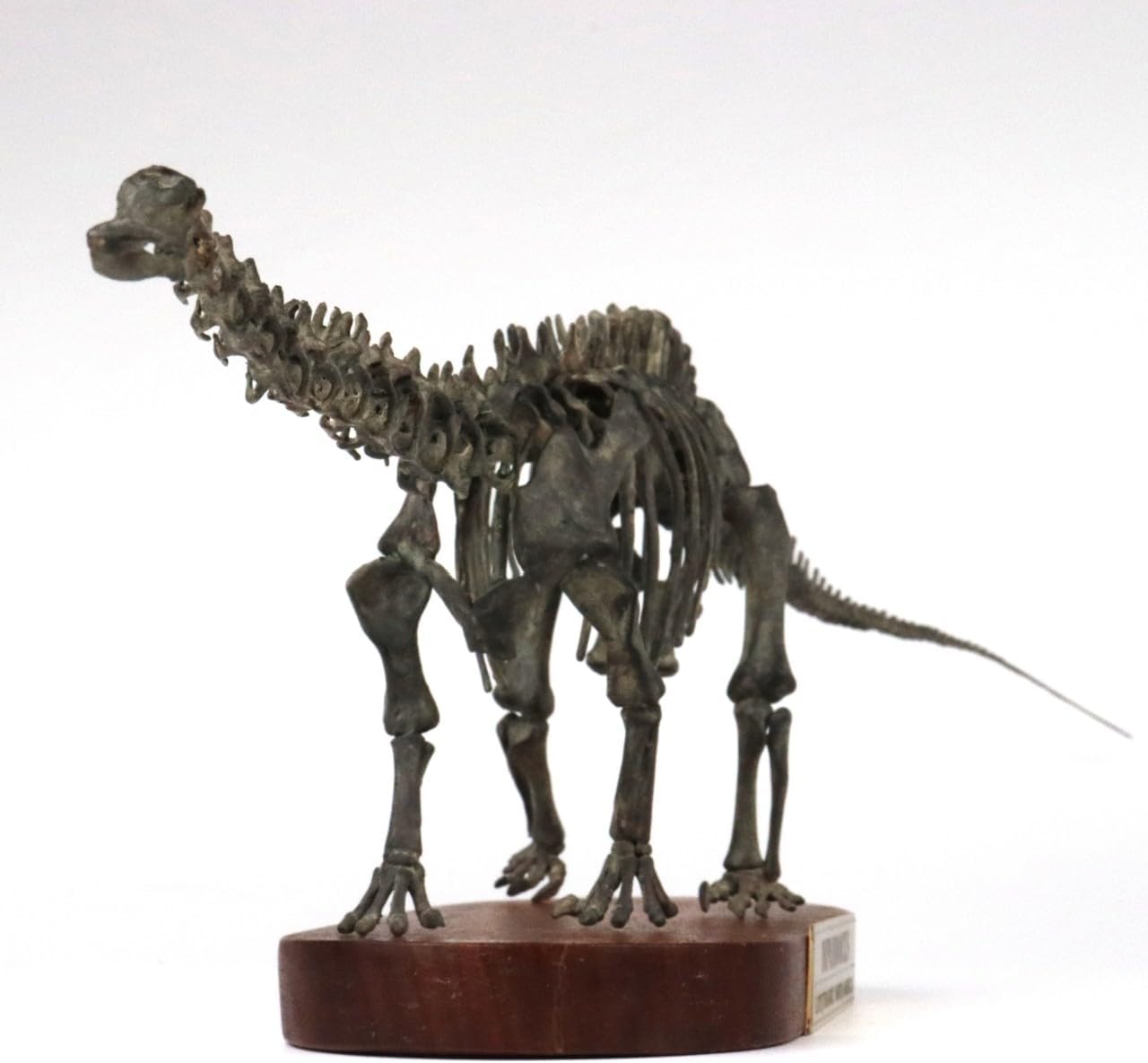 菊石 1/48 サイズ ディプロドクス 骨格 フィギュア 恐竜 ジュラ紀 ディプロドクス科 台座付き 62cm級 樹脂 模型 リアル 大人のおもちゃ プラモデル おもちゃ