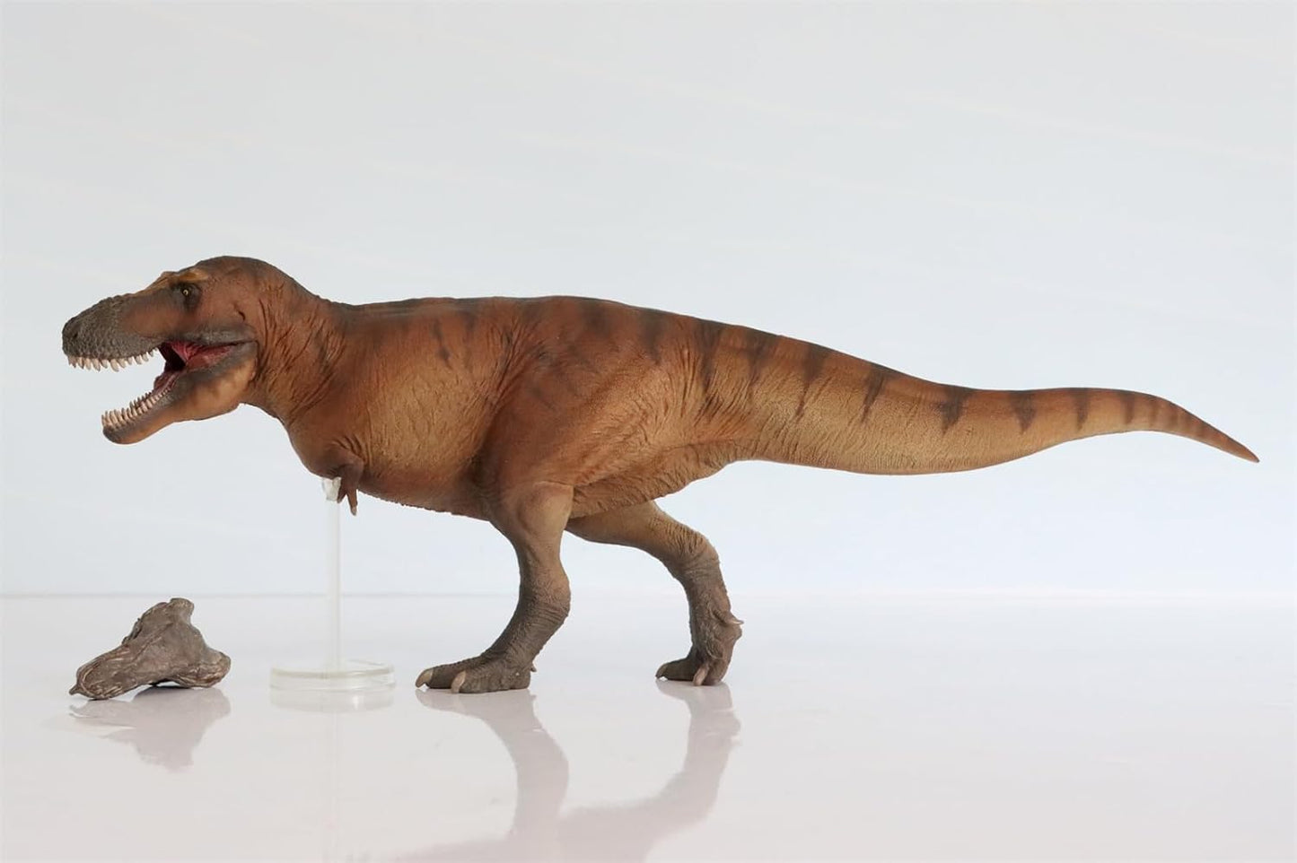 PNSO 恐竜博物館 1/35 サイズ ティラノサウルス T-REX フィギュア 35cm級 頭蓋骨付属 恐竜 PVC おもちゃ 模型