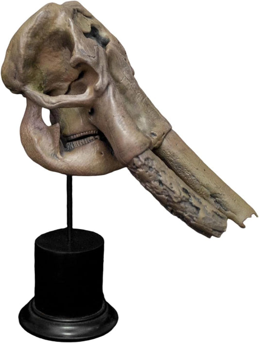 VWUVWU 1/20 スケール コウガゾウ フィギュア 10CM級 骨格 化石 動物 恐竜 リアル 台座 樹脂 プラモデル コレクション 模型 完成品 [並行輸入品]