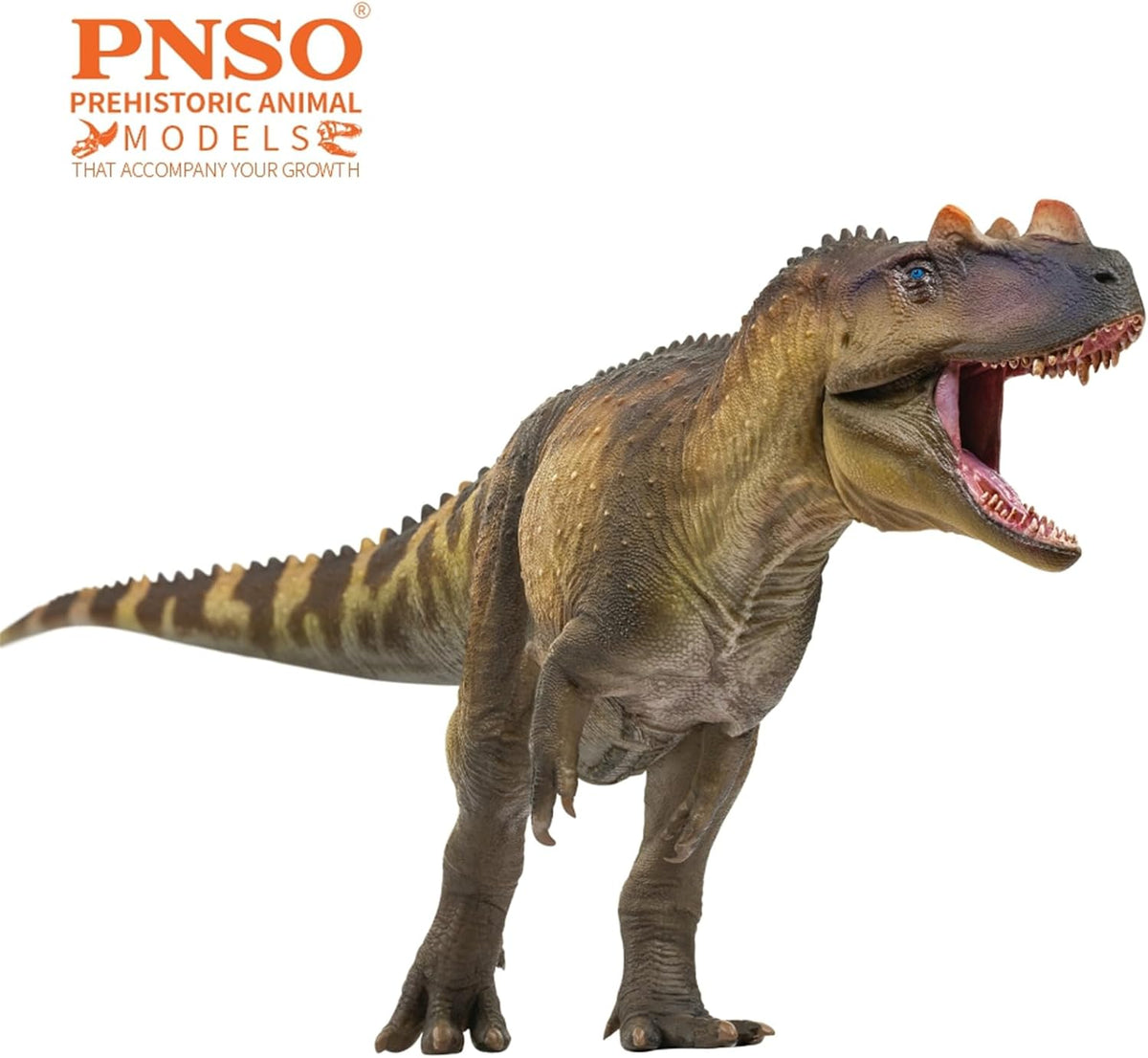 PNSO 成長シリーズ 98 ケラトサウルス フィギュア ジュラ紀 ケラトサウルス科 獣脚類 24.5cm級 恐竜 PVC おもちゃ 模型 恐竜好き [並行輸入品]