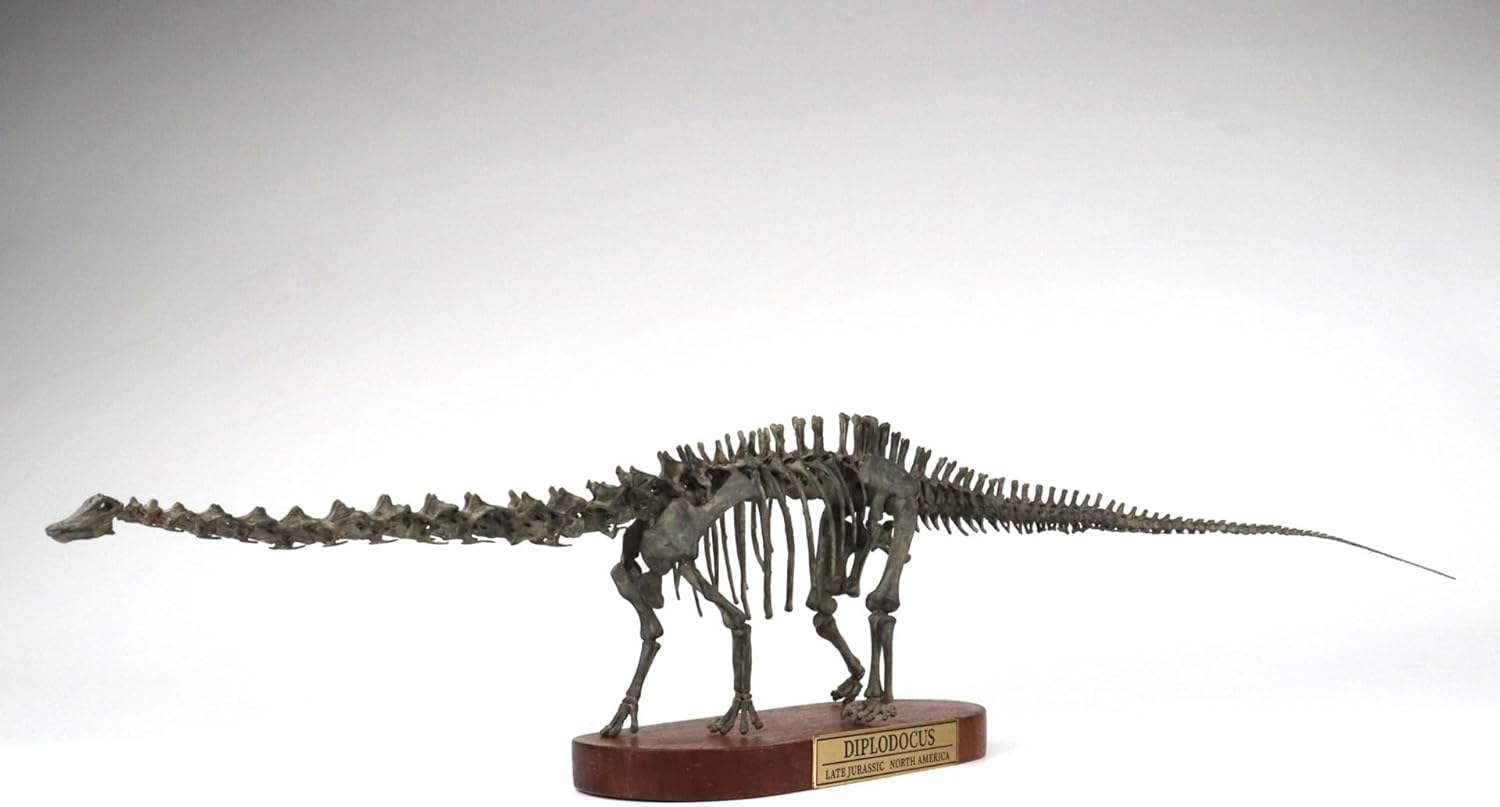 菊石 1/48 サイズ ディプロドクス 骨格 フィギュア 恐竜 ジュラ紀 ディプロドクス科 台座付き 62cm級 樹脂 模型 リアル 大人のおもちゃ プラモデル おもちゃ
