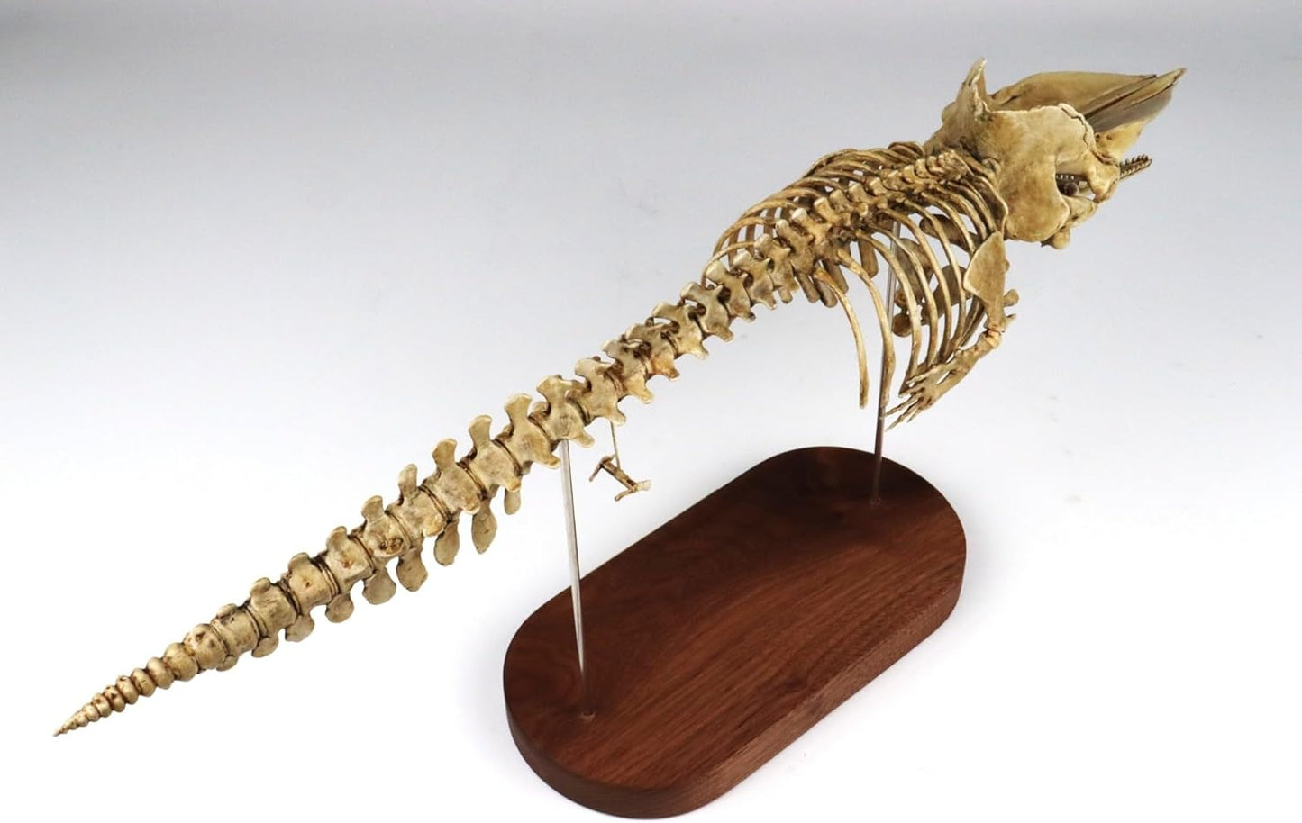 菊石 1/35 サイズ マッコウクジラ 骨格 フィギュア マッコウクジラ科 鯨偶蹄目 動物 台座付き 50cm級 樹脂 模型 リアル 大人のおもちゃ プラモデル おもちゃ