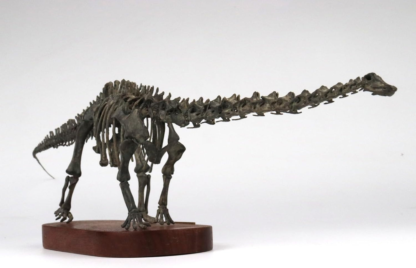 菊石 1/48 サイズ ディプロドクス 骨格 フィギュア 恐竜 ジュラ紀 ディプロドクス科 台座付き 62cm級 樹脂 模型 リアル 大人のおもちゃ プラモデル おもちゃ