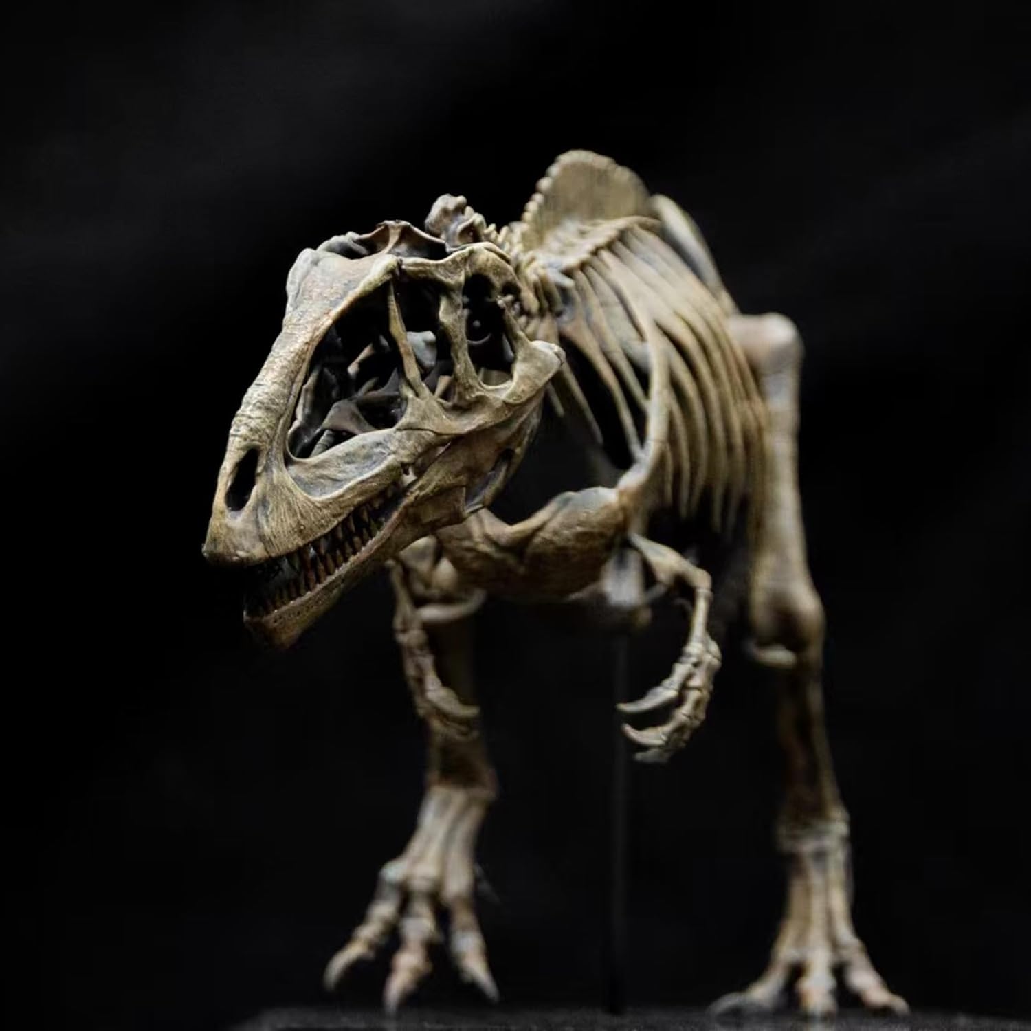 VWUVWU 1/35 スケール ギガノトサウルス フィギュア 38CM級 骨格 化石 白亜紀 獣脚類 恐竜 リアル カルカロドントサウルス科 海洋 台座 樹脂 プラモデル コレクション 模型 完成品 [並行輸入品]