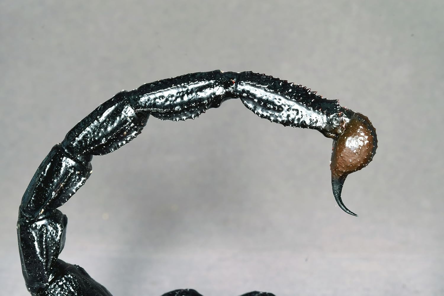 涅槃 ダイオウサソリ フィギュア Pandinus imperator コガネサソリ科 冷蔵庫貼り 磁気飾り物 マグネット リアル 成虫 図鑑 昆虫 甲虫 樹脂 大人安心 プラモ おもちゃ 模型 完成品