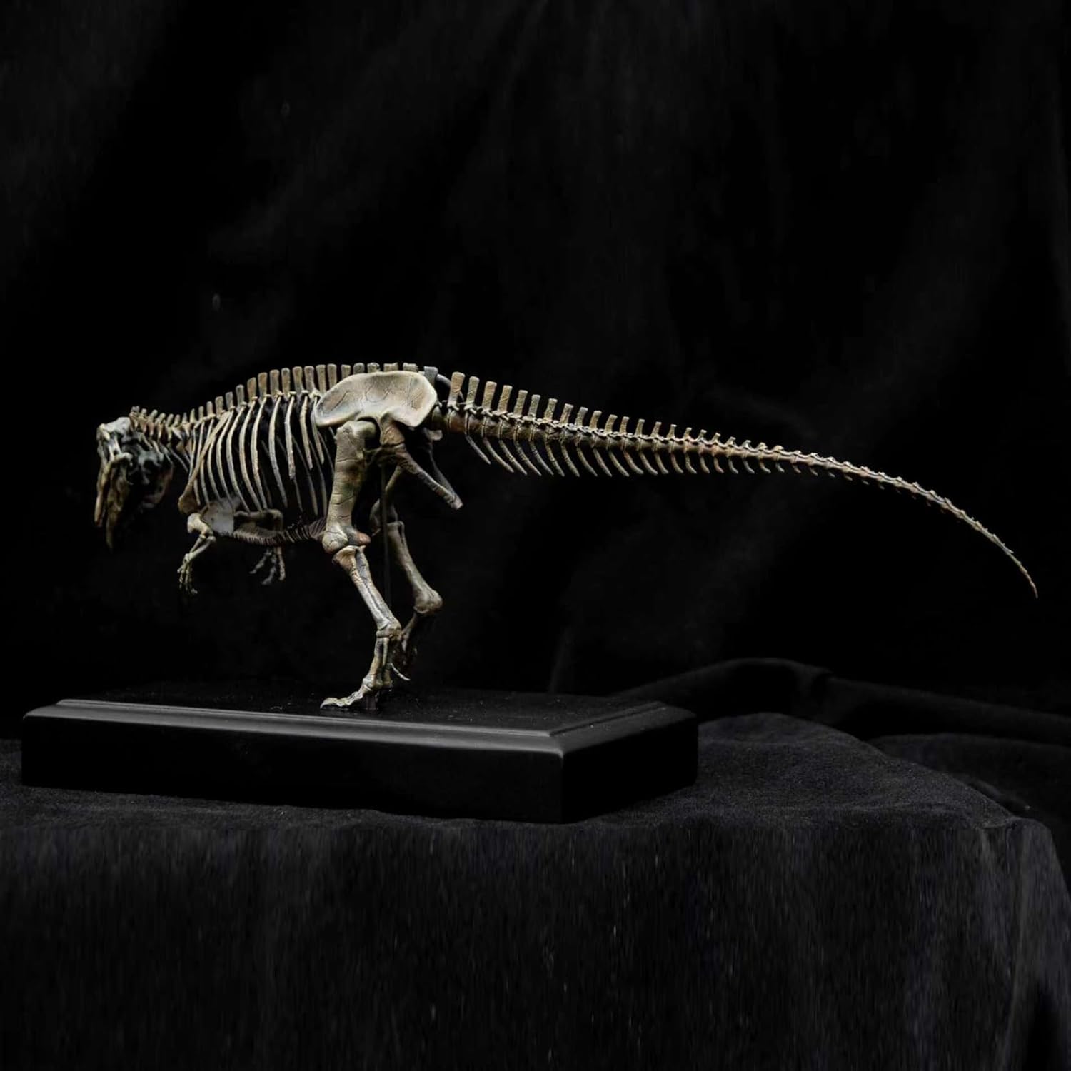 VWUVWU 1/35 スケール ギガノトサウルス フィギュア 38CM級 骨格 化石 白亜紀 獣脚類 恐竜 リアル カルカロドントサウルス科 海洋 台座 樹脂 プラモデル コレクション 模型 完成品 [並行輸入品]