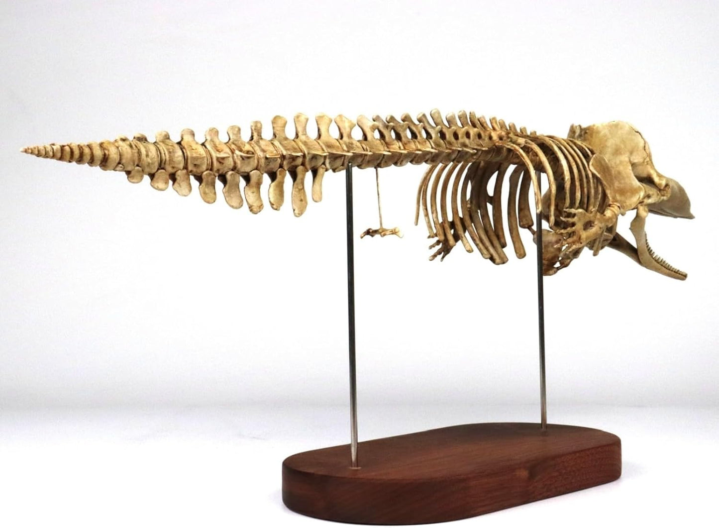 菊石 1/35 サイズ マッコウクジラ 骨格 フィギュア マッコウクジラ科 鯨偶蹄目 動物 台座付き 50cm級 樹脂 模型 リアル 大人のおもちゃ プラモデル おもちゃ