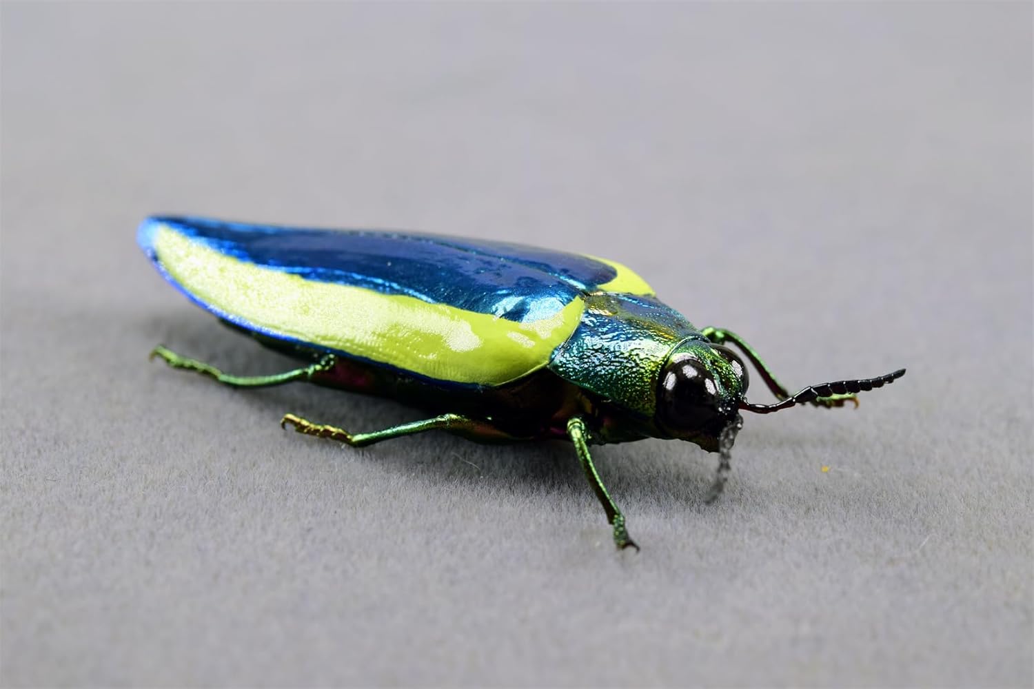 涅槃 キベリルリタマムシ フィギュア 甲虫目 冷蔵庫貼り 磁気飾り物 マグネット リアル 成虫 図鑑 昆虫 甲虫 樹脂 大人安心 プラモ おもちゃ 模型 完成品