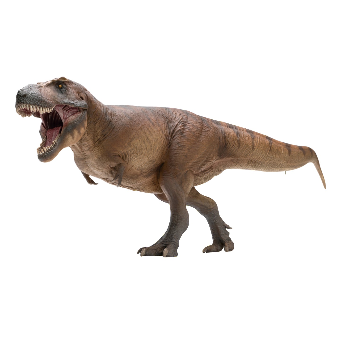 PNSO 恐竜博物館 1/35 サイズ ティラノサウルス T-REX フィギュア 35cm級 頭蓋骨付属 恐竜 PVC おもちゃ 模型
