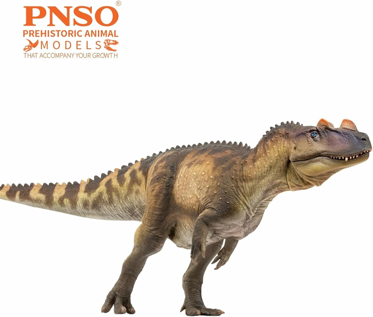 PNSO 成長シリーズ 98 ケラトサウルス フィギュア ジュラ紀 ケラトサウルス科 獣脚類 24.5cm級 恐竜 PVC おもちゃ 模型 恐竜好き [並行輸入品]