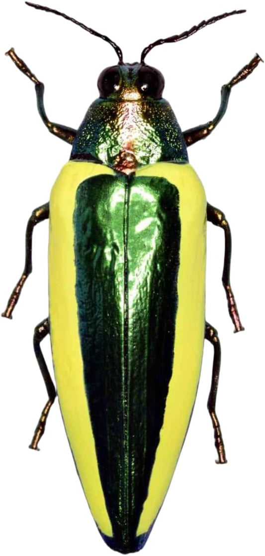 涅槃 キベリルリタマムシ フィギュア 甲虫目 冷蔵庫貼り 磁気飾り物 マグネット リアル 成虫 図鑑 昆虫 甲虫 樹脂 大人安心 プラモ おもちゃ 模型 完成品