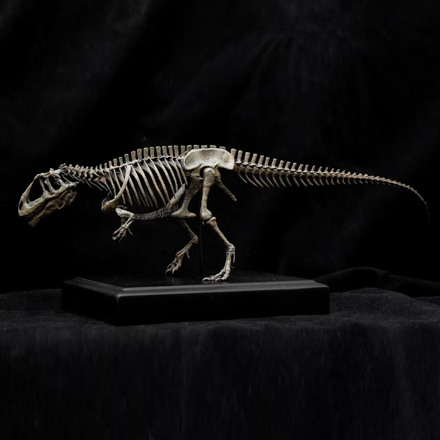 VWUVWU 1/35 スケール ギガノトサウルス フィギュア 38CM級 骨格 化石 白亜紀 獣脚類 恐竜 リアル カルカロドントサウルス科 海洋 台座 樹脂 プラモデル コレクション 模型 完成品 [並行輸入品]