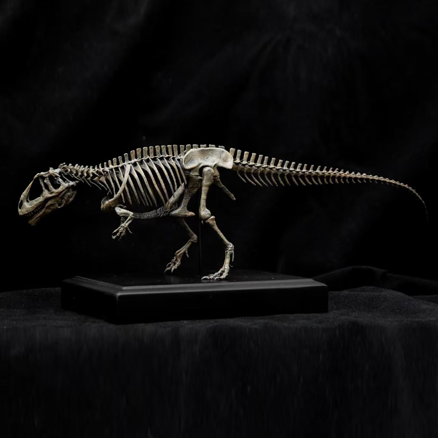 VWUVWU 1/35 スケール ギガノトサウルス フィギュア 38CM級 骨格 化石 白亜紀 獣脚類 恐竜 リアル カルカロドントサウルス科 海洋 台座 樹脂 プラモデル コレクション 模型 完成品 [並行輸入品]