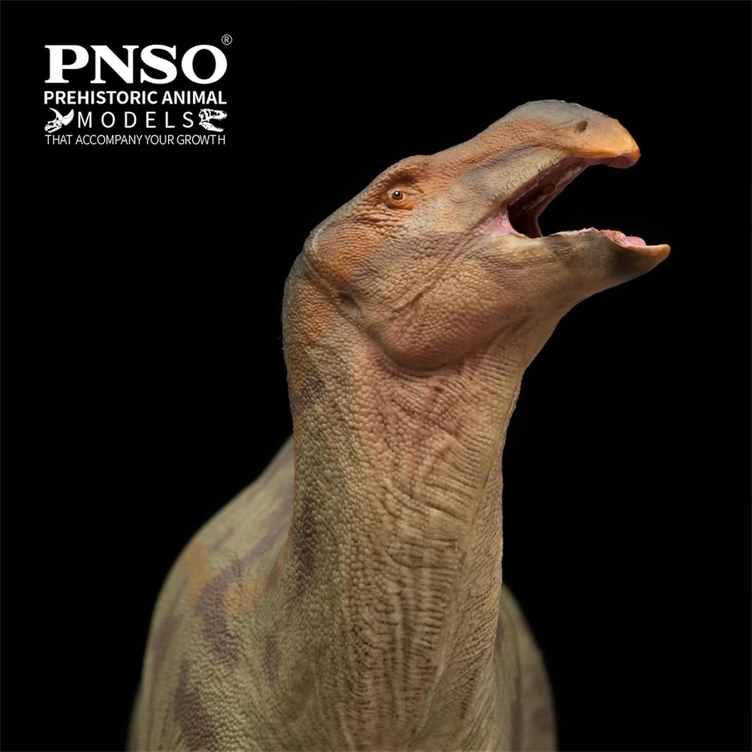 PNSO 成長シリーズ 97 ランジョウサウルス フィギュア 白亜紀 スティラコステルナ類 鳥脚類 26cm級 恐竜 PVC おもちゃ 模型 恐竜好き [並行輸入品]