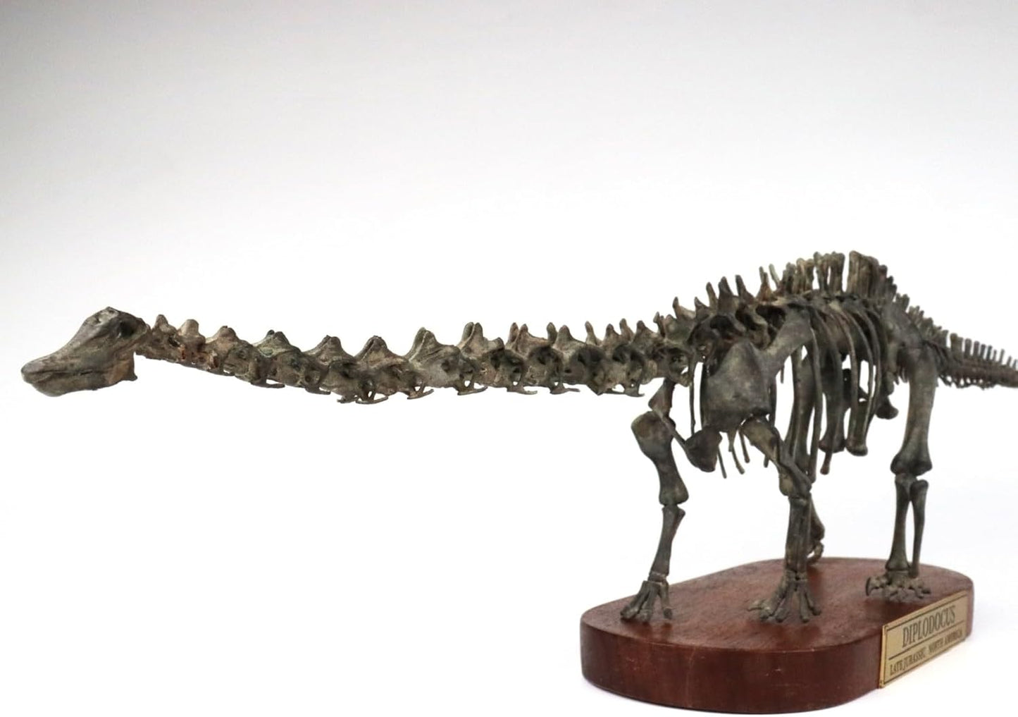 菊石 1/48 サイズ ディプロドクス 骨格 フィギュア 恐竜 ジュラ紀 ディプロドクス科 台座付き 62cm級 樹脂 模型 リアル 大人のおもちゃ プラモデル おもちゃ