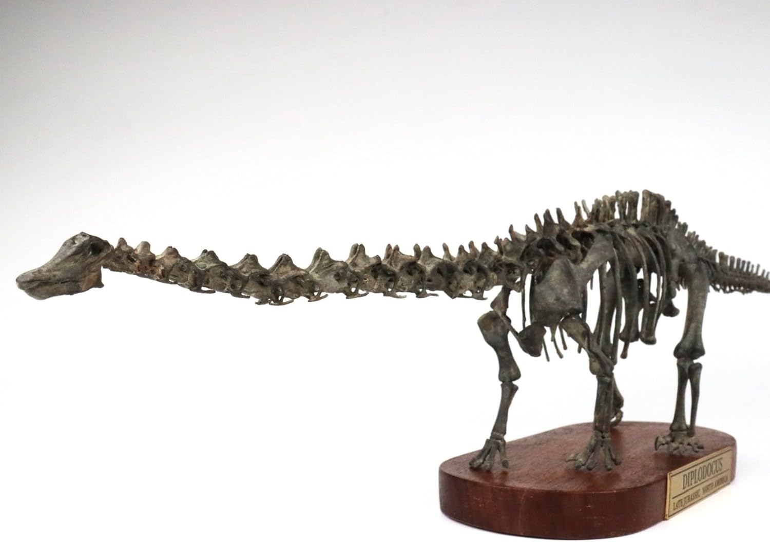 菊石 1/48 サイズ ディプロドクス 骨格 フィギュア 恐竜 ジュラ紀 ディプロドクス科 台座付き 62cm級 樹脂 模型 リアル 大人のおもちゃ プラモデル おもちゃ