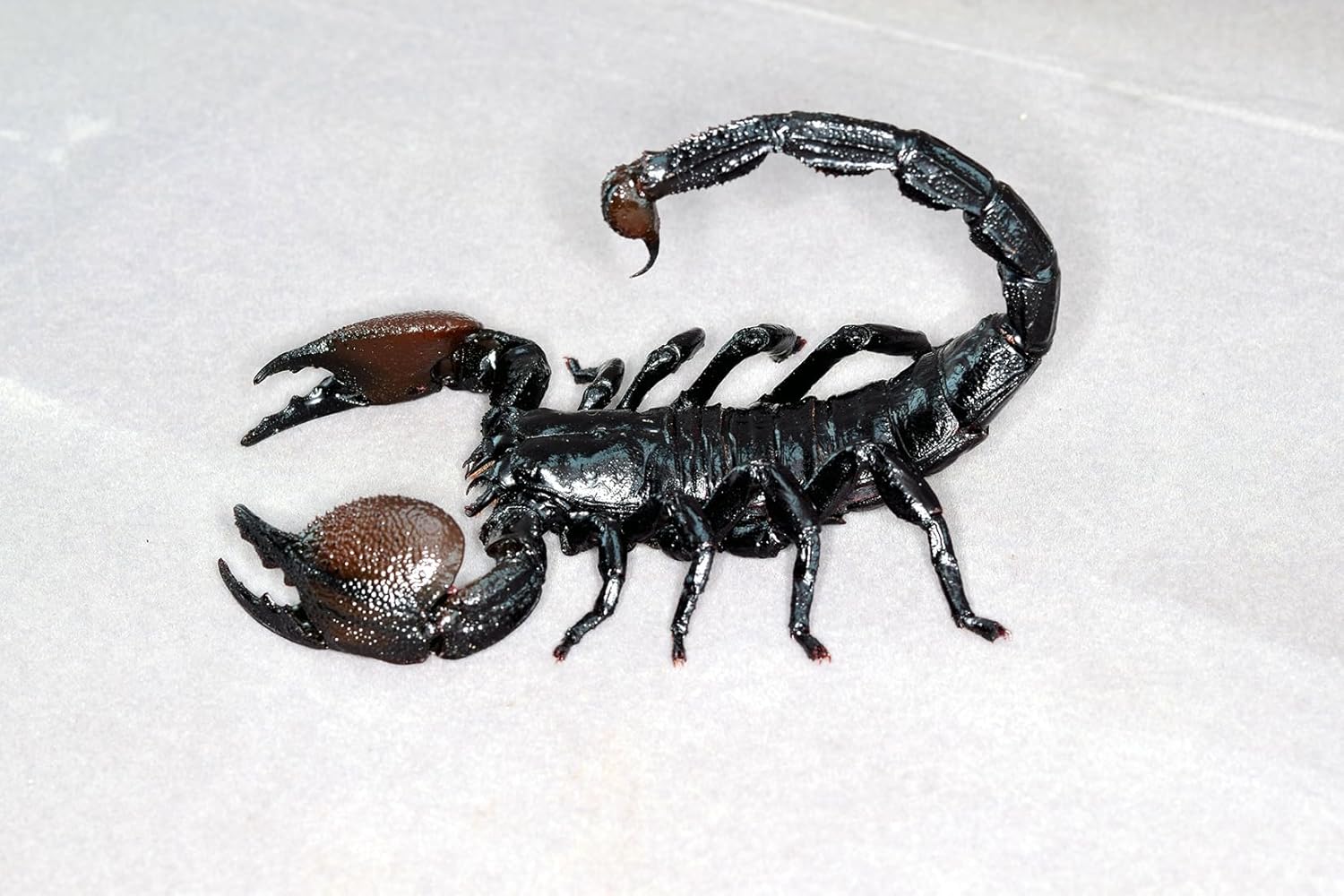 涅槃 ダイオウサソリ フィギュア Pandinus imperator コガネサソリ科 冷蔵庫貼り 磁気飾り物 マグネット リアル 成虫 図鑑 昆虫 甲虫 樹脂 大人安心 プラモ おもちゃ 模型 完成品