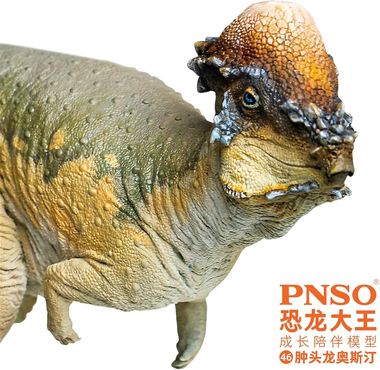 PNSO 成長シリーズ パキケファロサウルス 恐竜 動物 フィギュア プラモデル おもちゃ 模型 PVC 17.8cm級