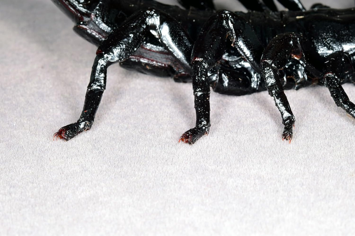 涅槃 ダイオウサソリ フィギュア Pandinus imperator コガネサソリ科 冷蔵庫貼り 磁気飾り物 マグネット リアル 成虫 図鑑 昆虫 甲虫 樹脂 大人安心 プラモ おもちゃ 模型 完成品