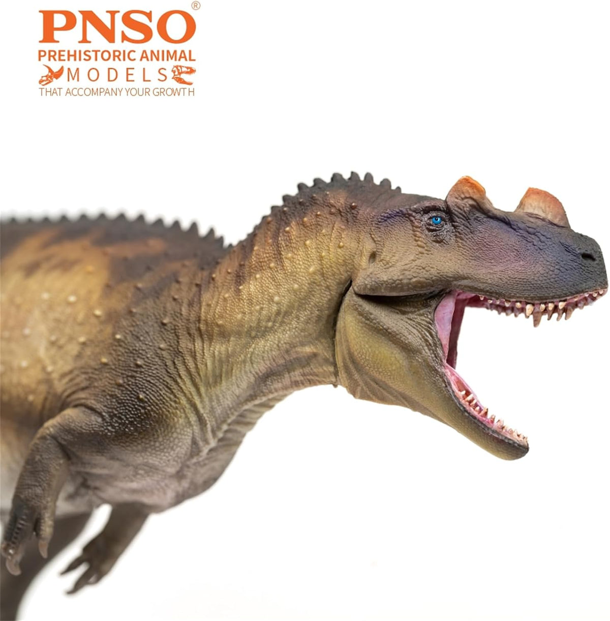 PNSO 成長シリーズ 98 ケラトサウルス フィギュア ジュラ紀 ケラトサウルス科 獣脚類 24.5cm級 恐竜 PVC おもちゃ 模型 恐竜好き [並行輸入品]