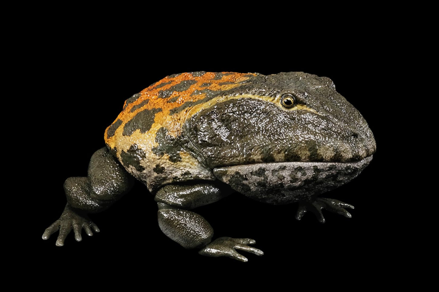 REBOR 1/2 サイズ ベールゼブフォ フィギュア 可動 後期白亜紀 大型の無尾目 カエル 動物 15cm級 模型 プラモデル 大人 おもちゃ プレゼント 完成品 (Goo Goo Doll) [並行輸入品]