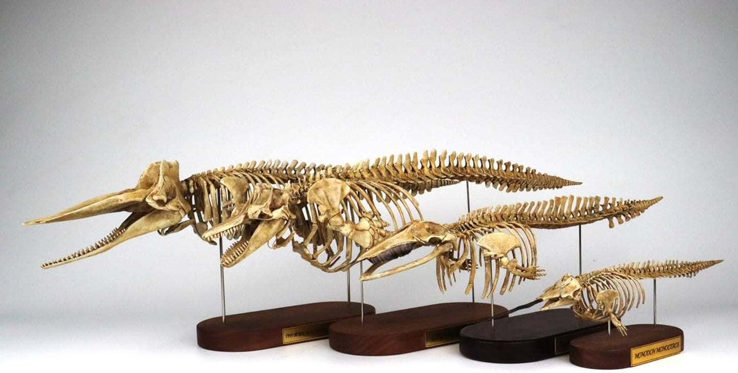 菊石 1/35 サイズ マッコウクジラ 骨格 フィギュア マッコウクジラ科 鯨偶蹄目 動物 台座付き 50cm級 樹脂 模型 リアル 大人のおもちゃ プラモデル おもちゃ