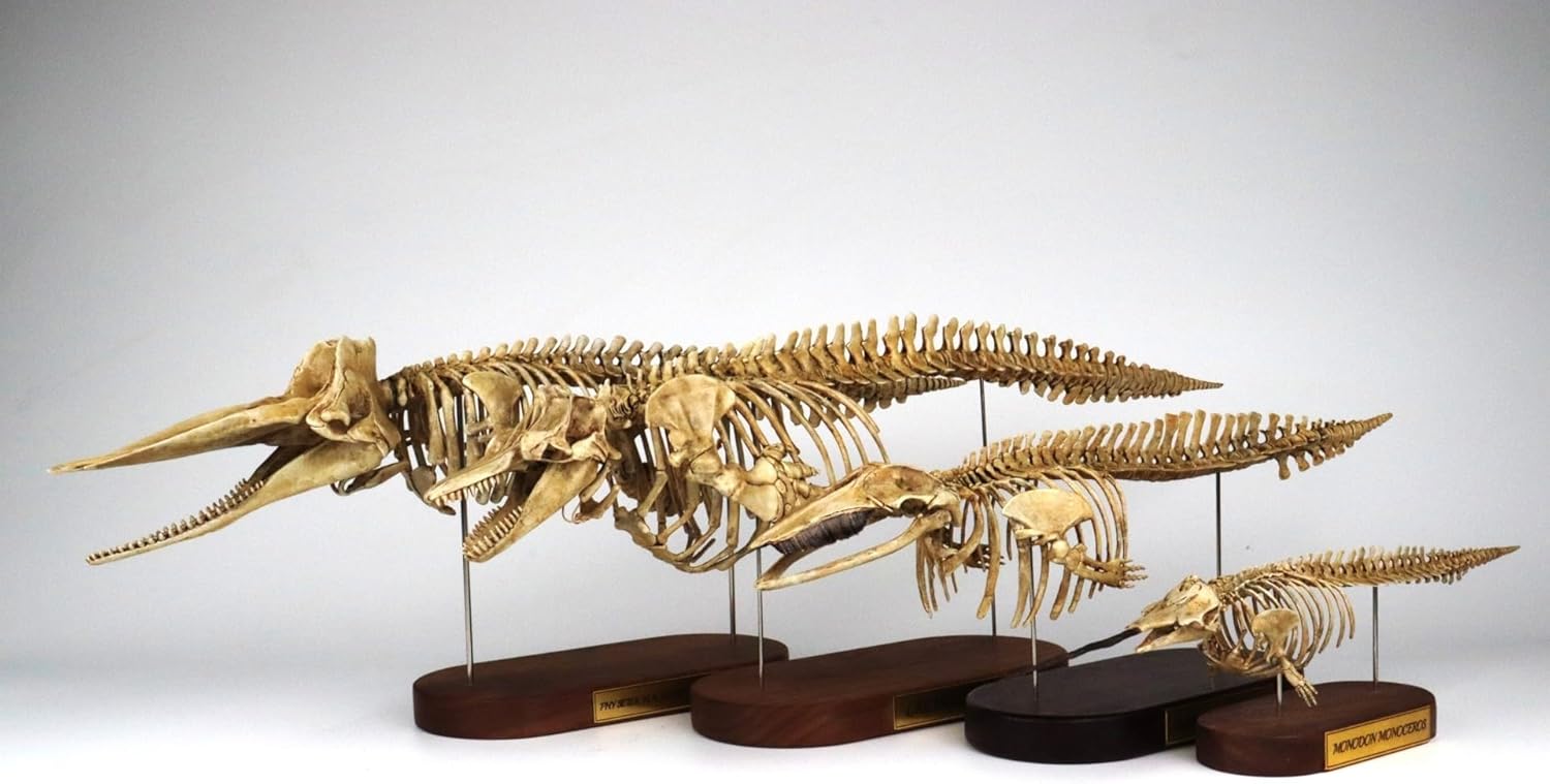 菊石 1/35 サイズ マッコウクジラ 骨格 フィギュア マッコウクジラ科 鯨偶蹄目 動物 台座付き 50cm級 樹脂 模型 リアル 大人のおもちゃ プラモデル おもちゃ