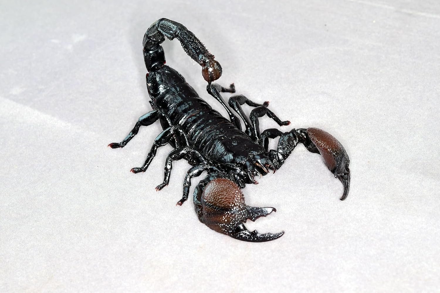 涅槃 ダイオウサソリ フィギュア Pandinus imperator コガネサソリ科 冷蔵庫貼り 磁気飾り物 マグネット リアル 成虫 図鑑 昆虫 甲虫 樹脂 大人安心 プラモ おもちゃ 模型 完成品