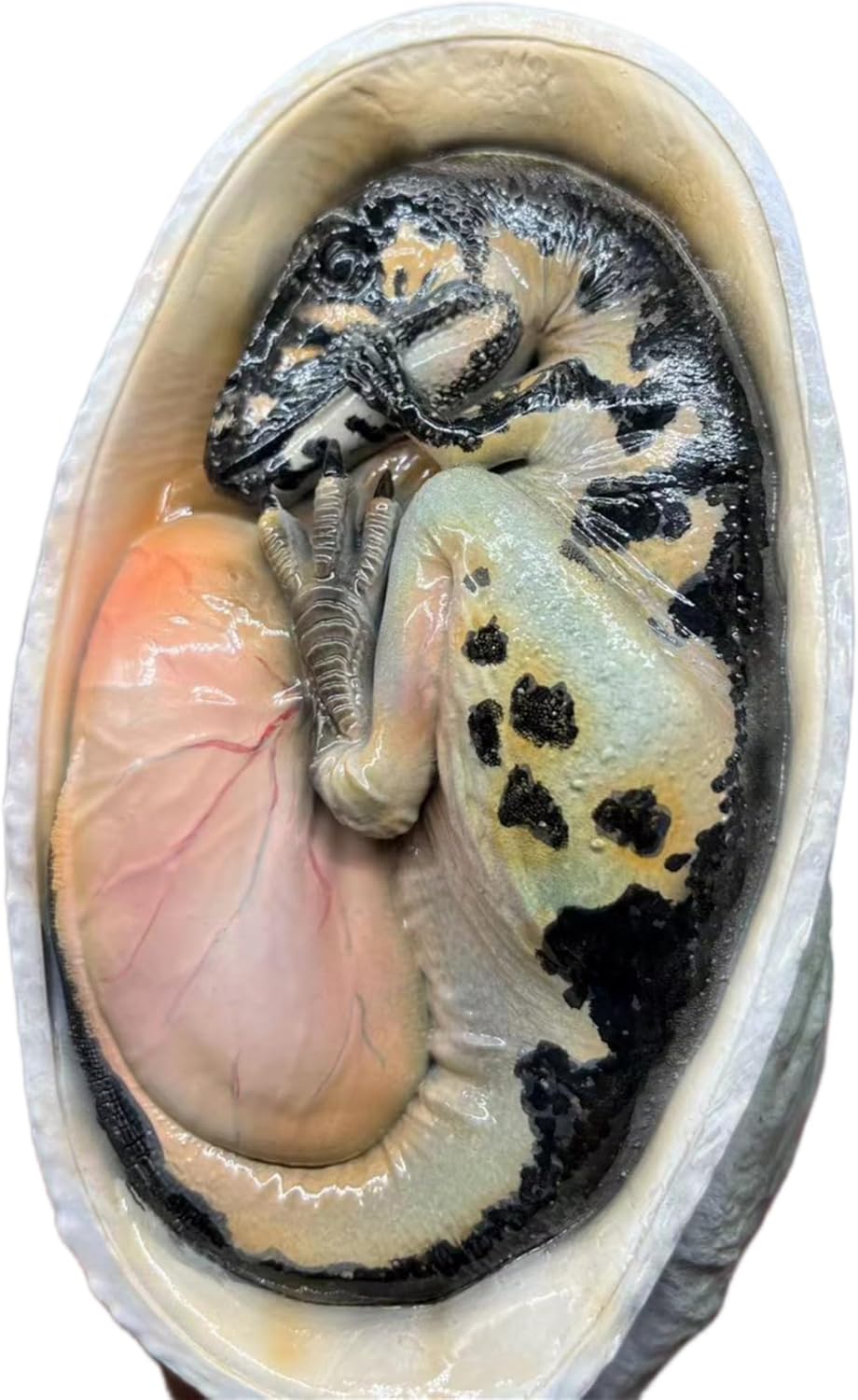 BACALYSO | ALEX STUDIO Velociraptor Egg Figure, 5.3 inches (13.5 cm) Class, Dinosaur, Small, Carnivorous Dinosaur, Childhood, Dinosaur Egg, Resin, Painted Finished, Statue, Cute, Realistic Animal,