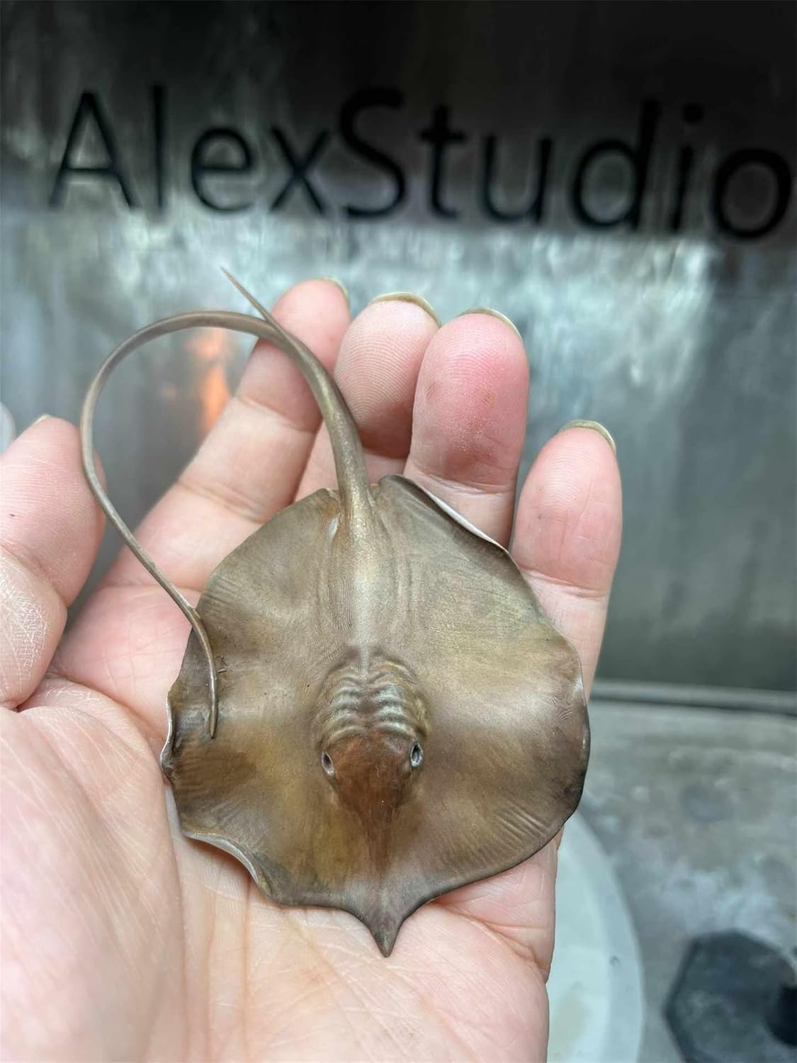 BACALYSO | ALEX STUDIO Plaque Lavane Figure, Endangered, World's Largest Freshwater Fish, Stingray Family, Thorny Stingray, Resin, Painted, Cute, Realistic Animal, Plastic Model, Toy, Figurine (1/15)