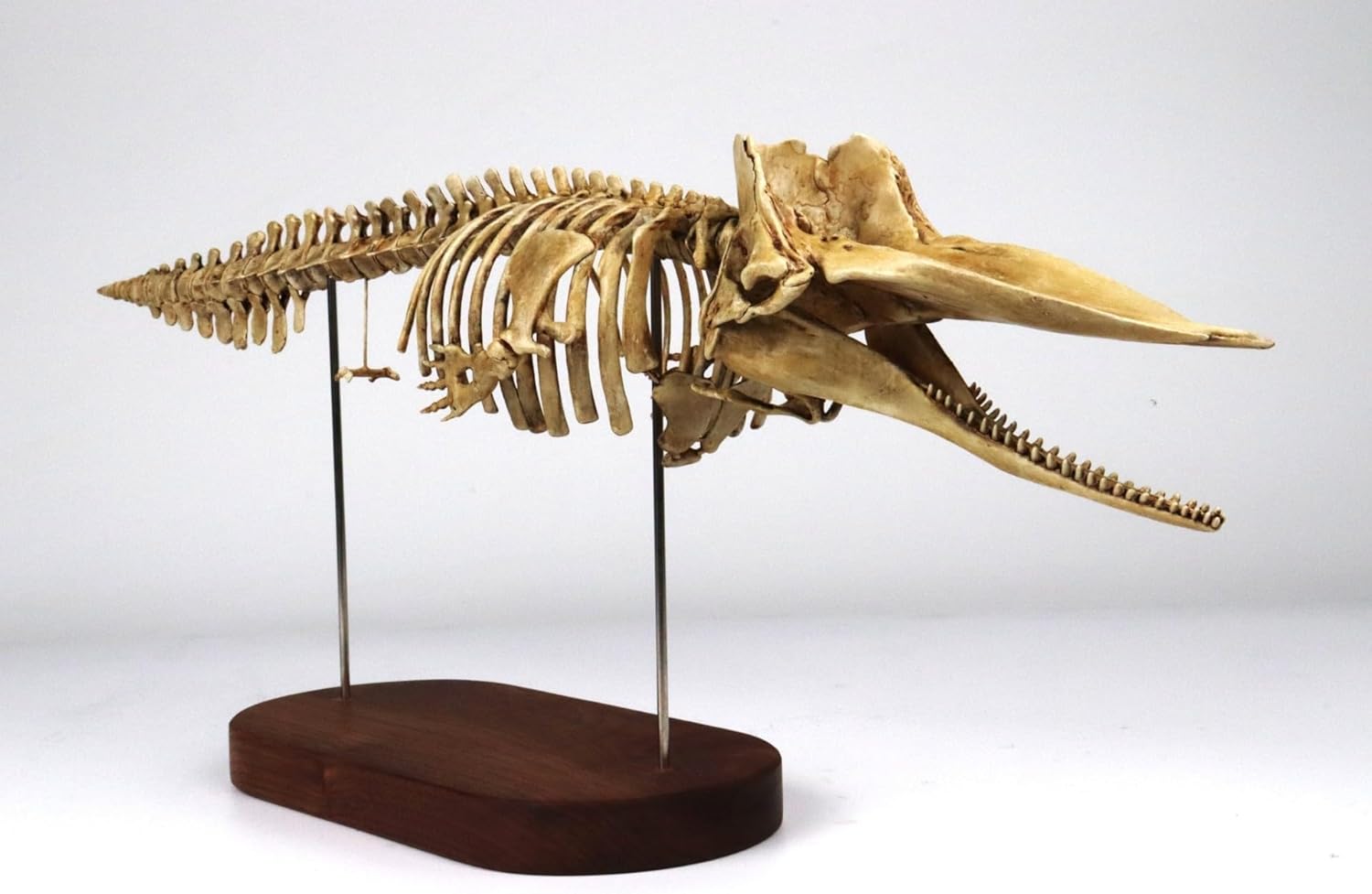 菊石 1/35 サイズ マッコウクジラ 骨格 フィギュア マッコウクジラ科 鯨偶蹄目 動物 台座付き 50cm級 樹脂 模型 リアル 大人のおもちゃ プラモデル おもちゃ