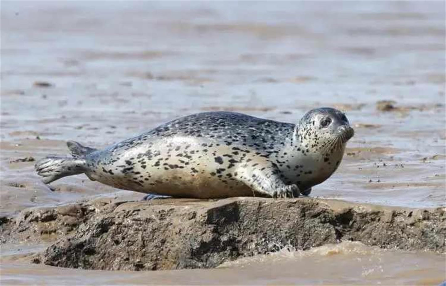BACALYSO | ALEX STUDIO Sea Sea Seal, Mammal, Carnivore, Seal, Coat, Seal, Resin, Painted, Cute, Realistic Animal, Plastic Model, Toy Figurine, Figurine (No Pedestal, 1/15)
