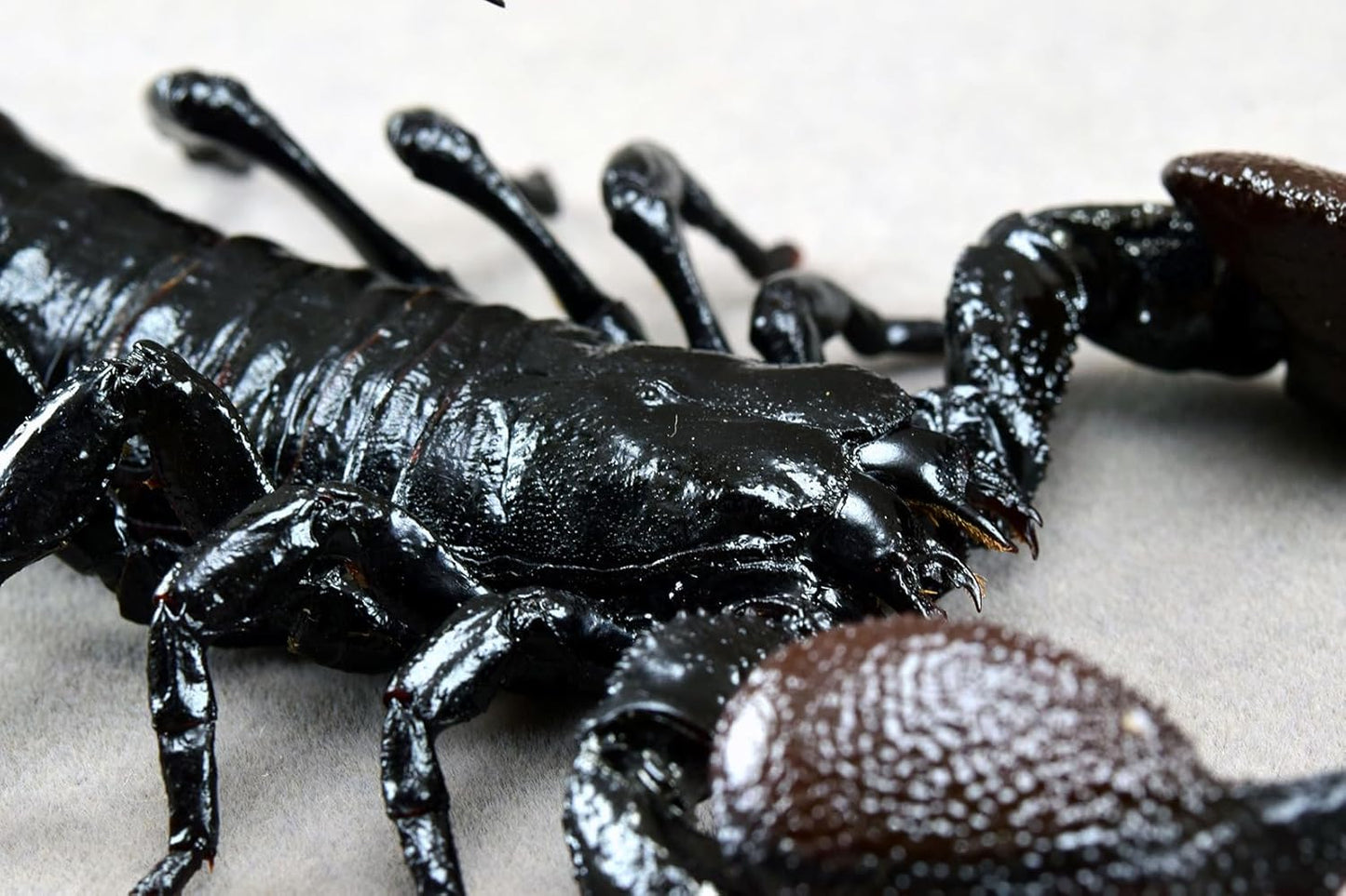 涅槃 ダイオウサソリ フィギュア Pandinus imperator コガネサソリ科 冷蔵庫貼り 磁気飾り物 マグネット リアル 成虫 図鑑 昆虫 甲虫 樹脂 大人安心 プラモ おもちゃ 模型 完成品