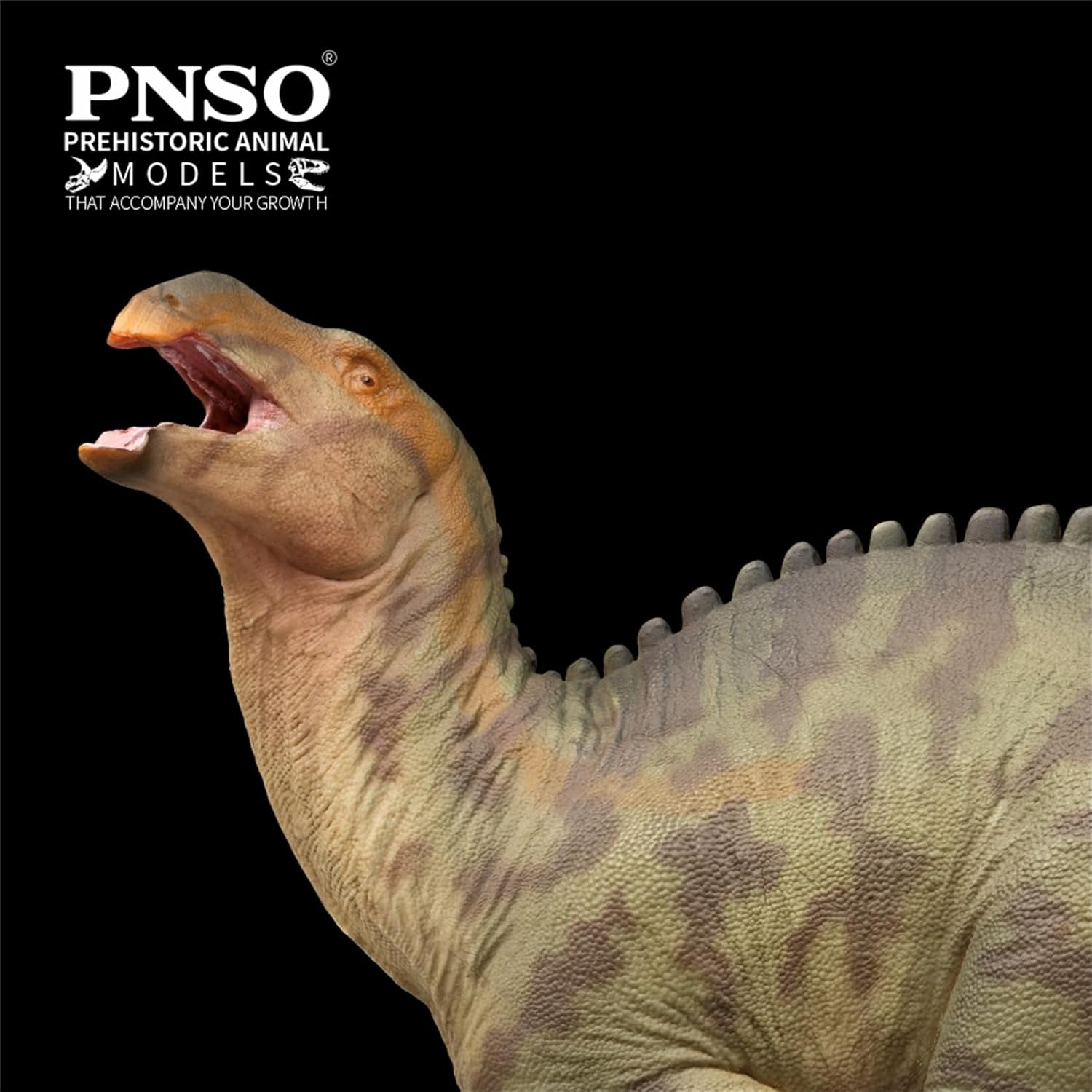 PNSO 成長シリーズ 97 ランジョウサウルス フィギュア 白亜紀 スティラコステルナ類 鳥脚類 26cm級 恐竜 PVC おもちゃ 模型 恐竜好き [並行輸入品]