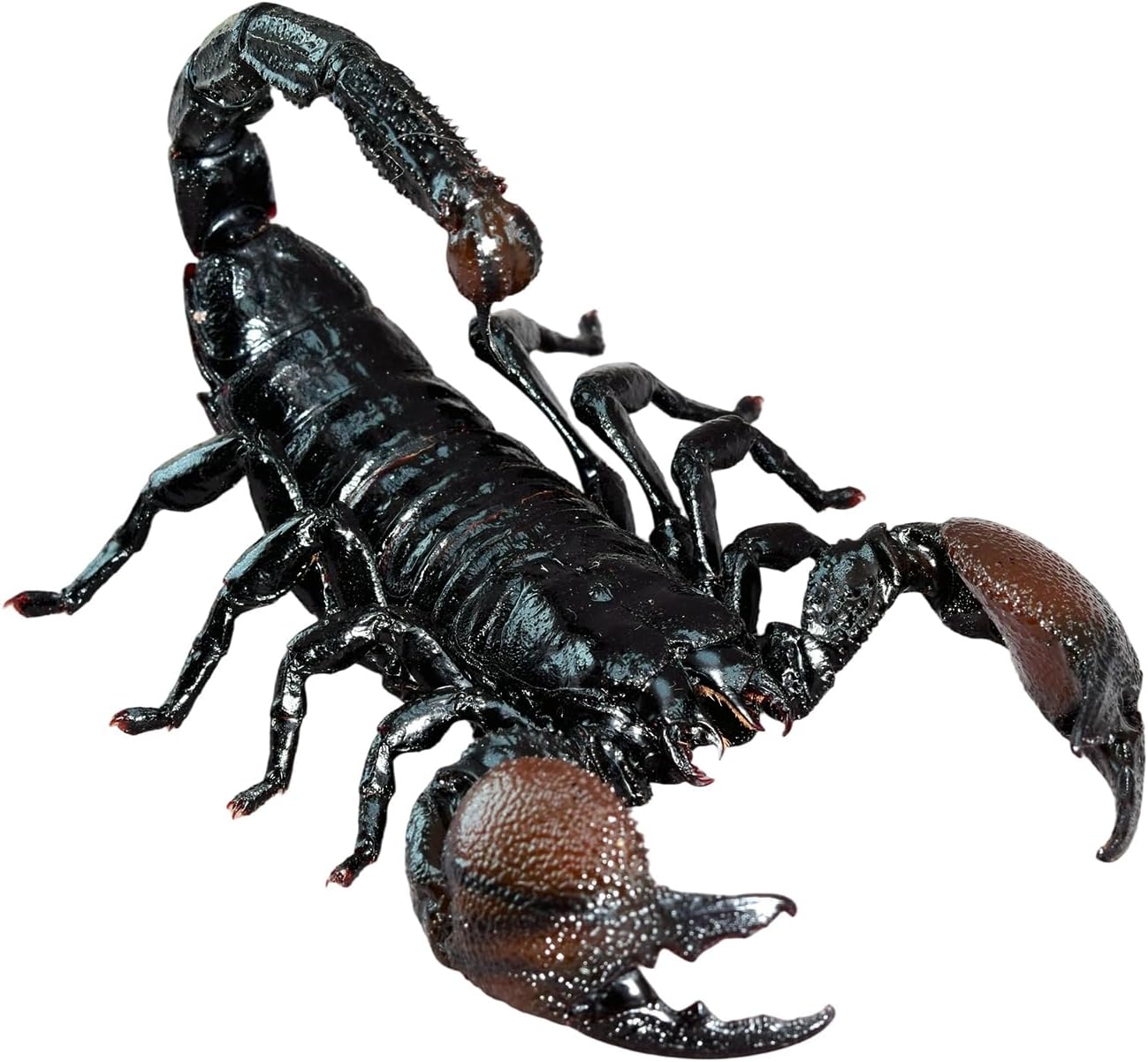 涅槃 ダイオウサソリ フィギュア Pandinus imperator コガネサソリ科 冷蔵庫貼り 磁気飾り物 マグネット リアル 成虫 図鑑 昆虫 甲虫 樹脂 大人安心 プラモ おもちゃ 模型 完成品