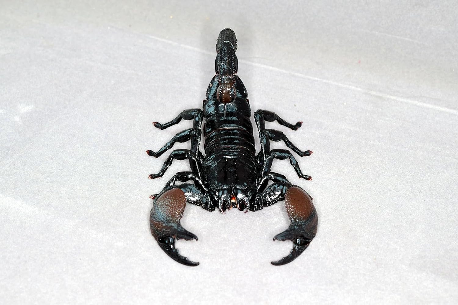 涅槃 ダイオウサソリ フィギュア Pandinus imperator コガネサソリ科 冷蔵庫貼り 磁気飾り物 マグネット リアル 成虫 図鑑 昆虫 甲虫 樹脂 大人安心 プラモ おもちゃ 模型 完成品