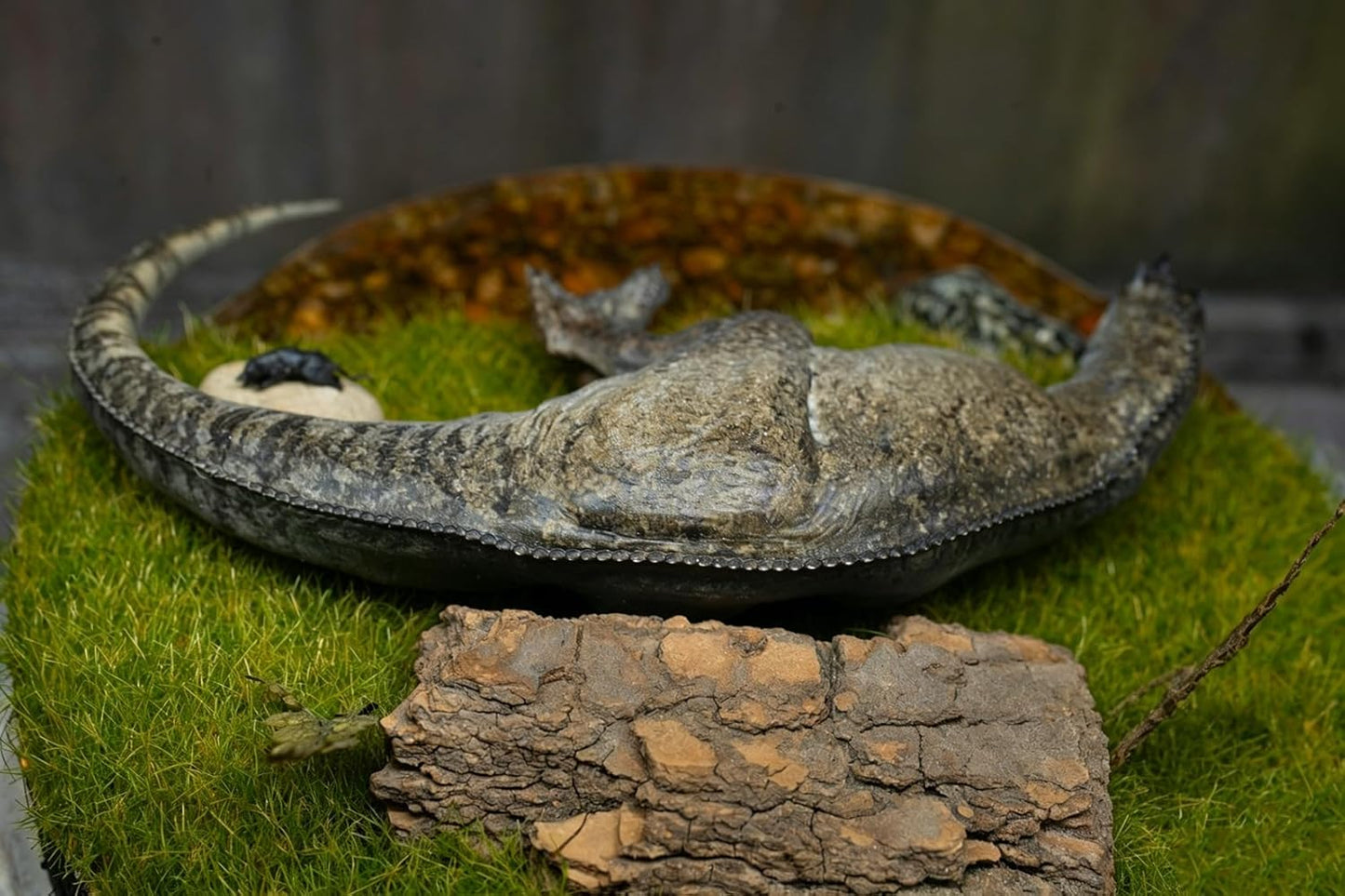 Alex STUDIO ケラトサウルス フィギュア 中生代ジュラ紀 獣脚類 恐竜 ケラトサウルス科 リアル 樹脂 プラモデル 大人のおもちゃ 模型 プレゼント 置物 台座付き (1/20～1/18) [並行輸入品]