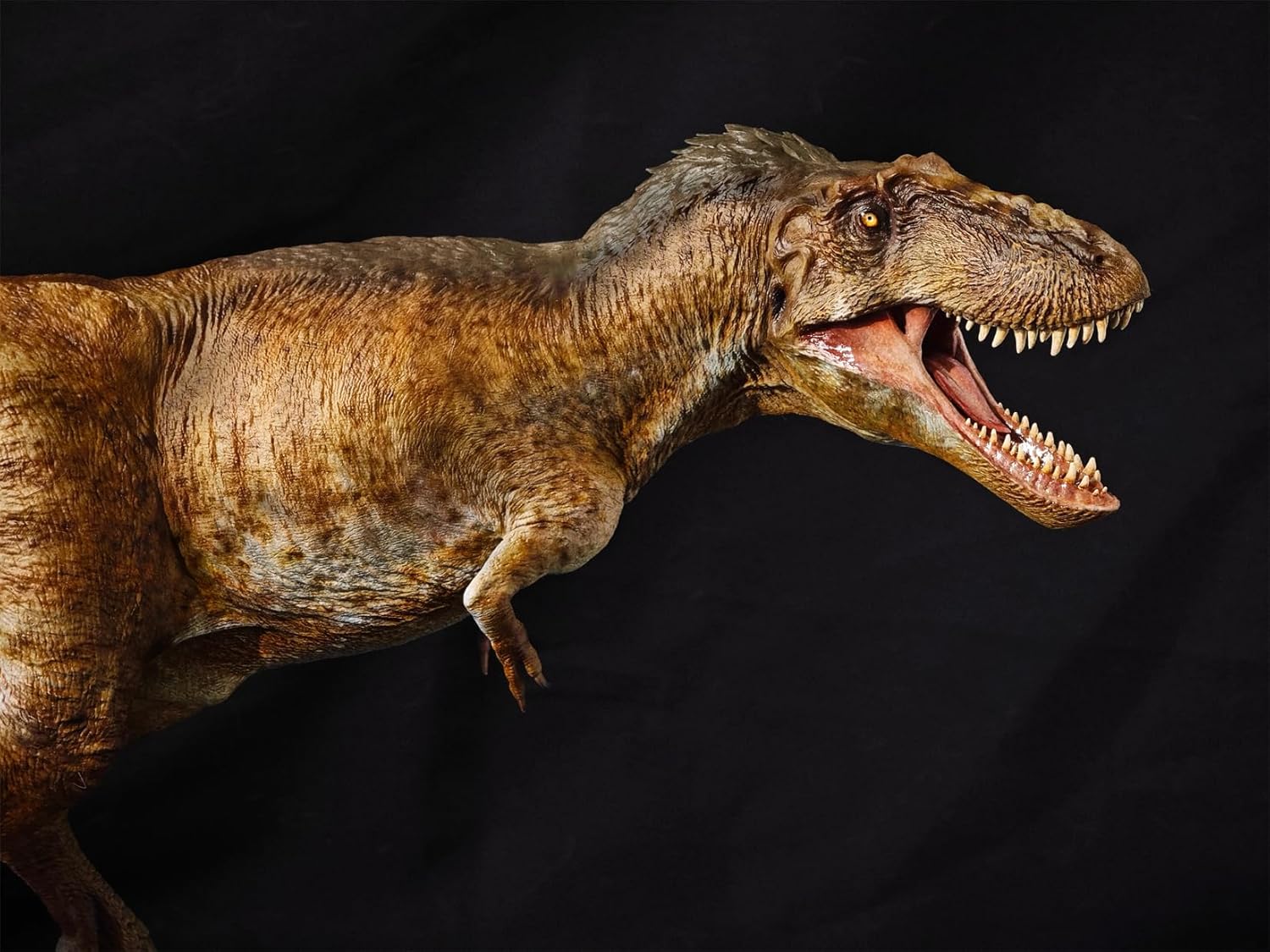 Carson Long STUDIO アジアティラヌス 2体セット ティラノサウルス科 白亜紀 大型の獣脚類 恐竜 リアル フィギュア 樹脂 プラモデル 模型 スタチュー 台座付き (塗装済み, 1/18) [並行輸入品]