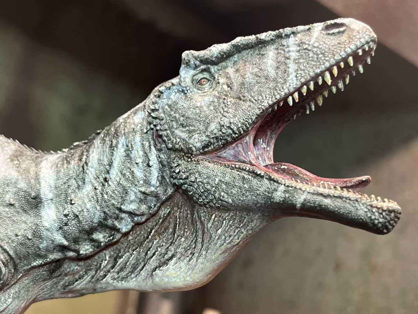 Alex STUDIO カルカロドントサウルス フィギュア 30CM 白亜紀 獣脚類 恐竜 カルカロドントサウルス科 リアル 樹脂 プラモデル 大人のおもちゃ 模型 プレゼント 置物 台座付き [並行輸入品]
