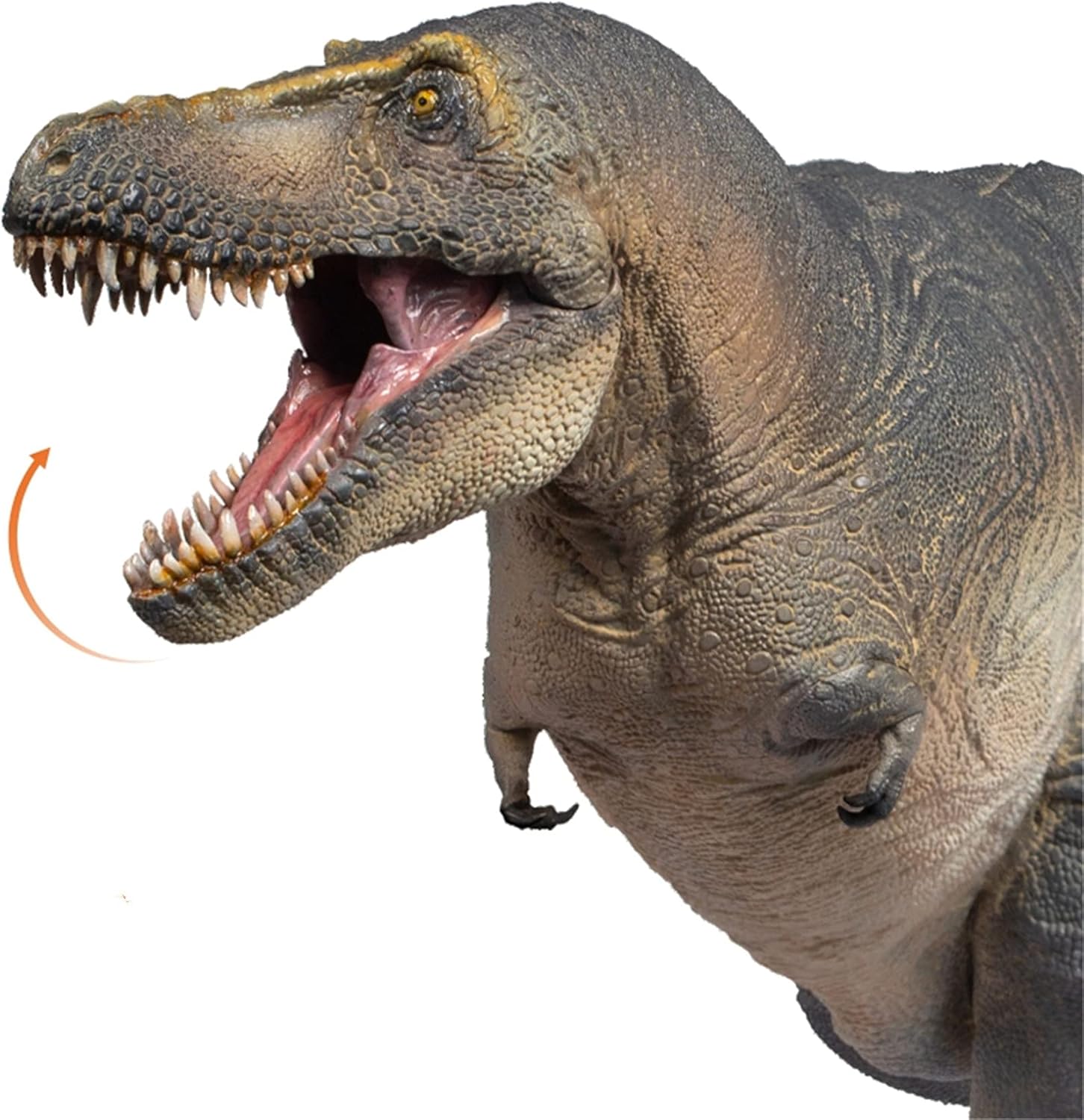 Amazon | PNSO 成長シリーズ 85 カマラサウルス フィギュア 35cm