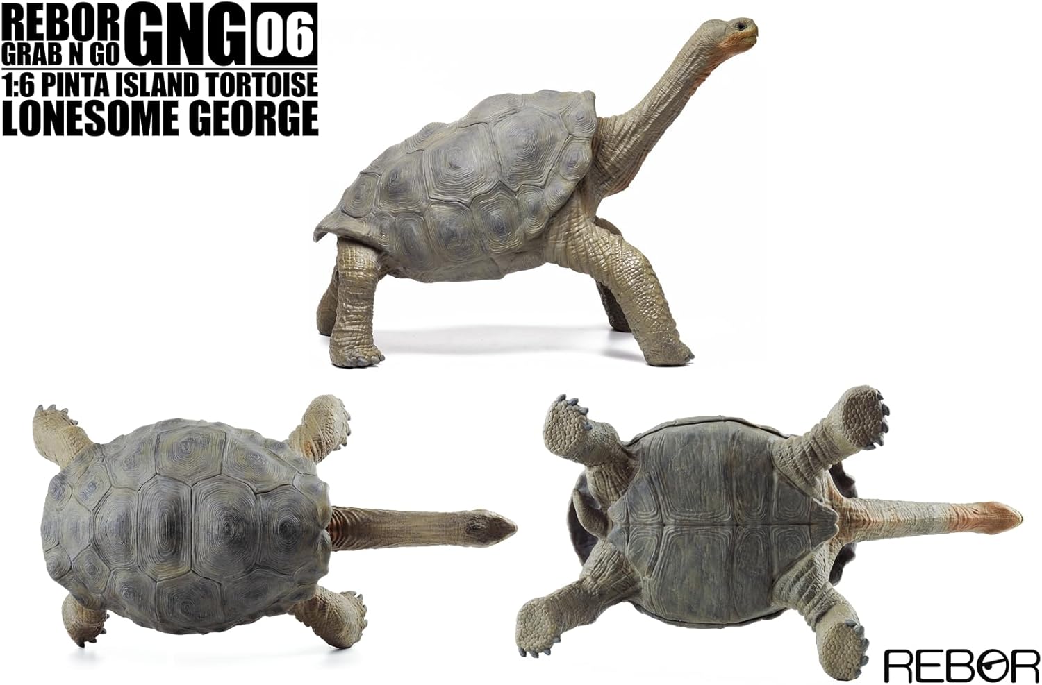 BACALYSO |Rebor GNG06 1/6 サイズ ピンタゾウガメ 30cm級 亀 カメ ロンサム・ジョージ フィギュア ガラパゴスゾウガメ 絶滅動物 模型 置物 インテリア コレクション リアル オリジナル 完成品 オブジェ 贈り物 プレゼント おもちゃ
