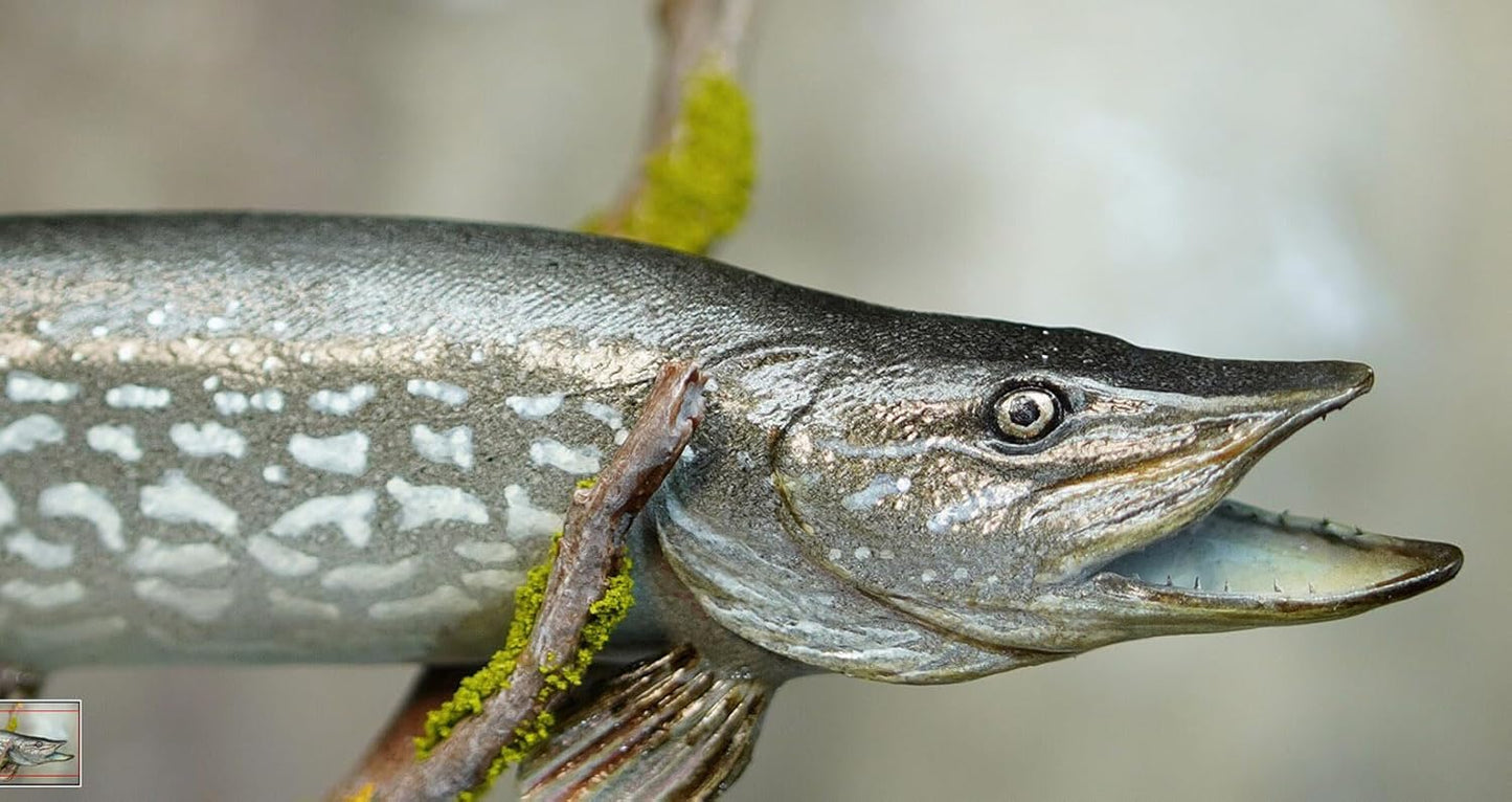 Alex STUDIO ノーザンパイク フィギュア 魚 カワカマス属 動物 淡水魚 リアル 樹脂 プラモデル 大人のおもちゃ 模型 プレゼント 置物 台座付き (1/6) [並行輸入品]