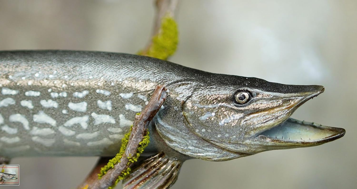 Alex STUDIO ノーザンパイク フィギュア 魚 カワカマス属 動物 淡水魚 リアル 樹脂 プラモデル 大人のおもちゃ 模型 プレゼント 置物 台座付き (1/6) [並行輸入品]