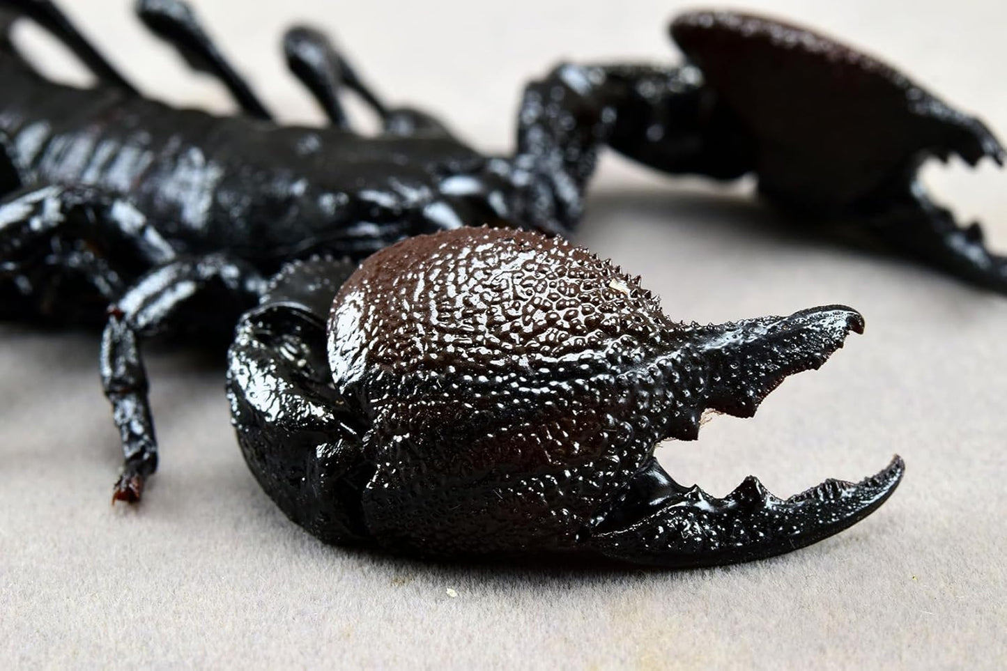 涅槃 ダイオウサソリ フィギュア Pandinus imperator コガネサソリ科 冷蔵庫貼り 磁気飾り物 マグネット リアル 成虫 図鑑 昆虫 甲虫 樹脂 大人安心 プラモ おもちゃ 模型 完成品