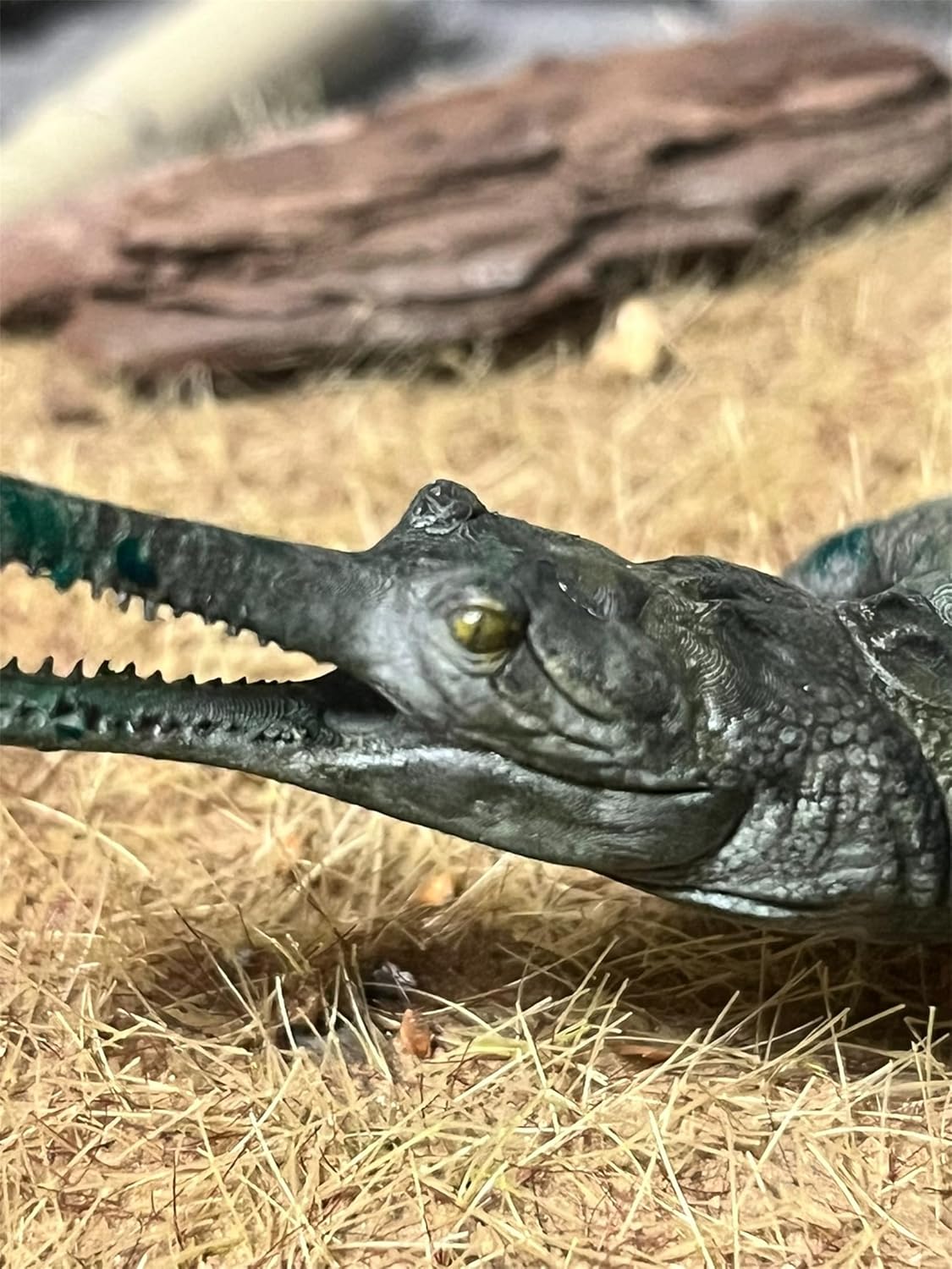 Alex Studio Gavial Figure, 4.3 inches (11 cm), Indogaviaceae, Animals, Reptile Lead, Alligator Eyes, Realistic Resin, Plastic Model, Sex Toy, Model, Present, Figurine, Base Included