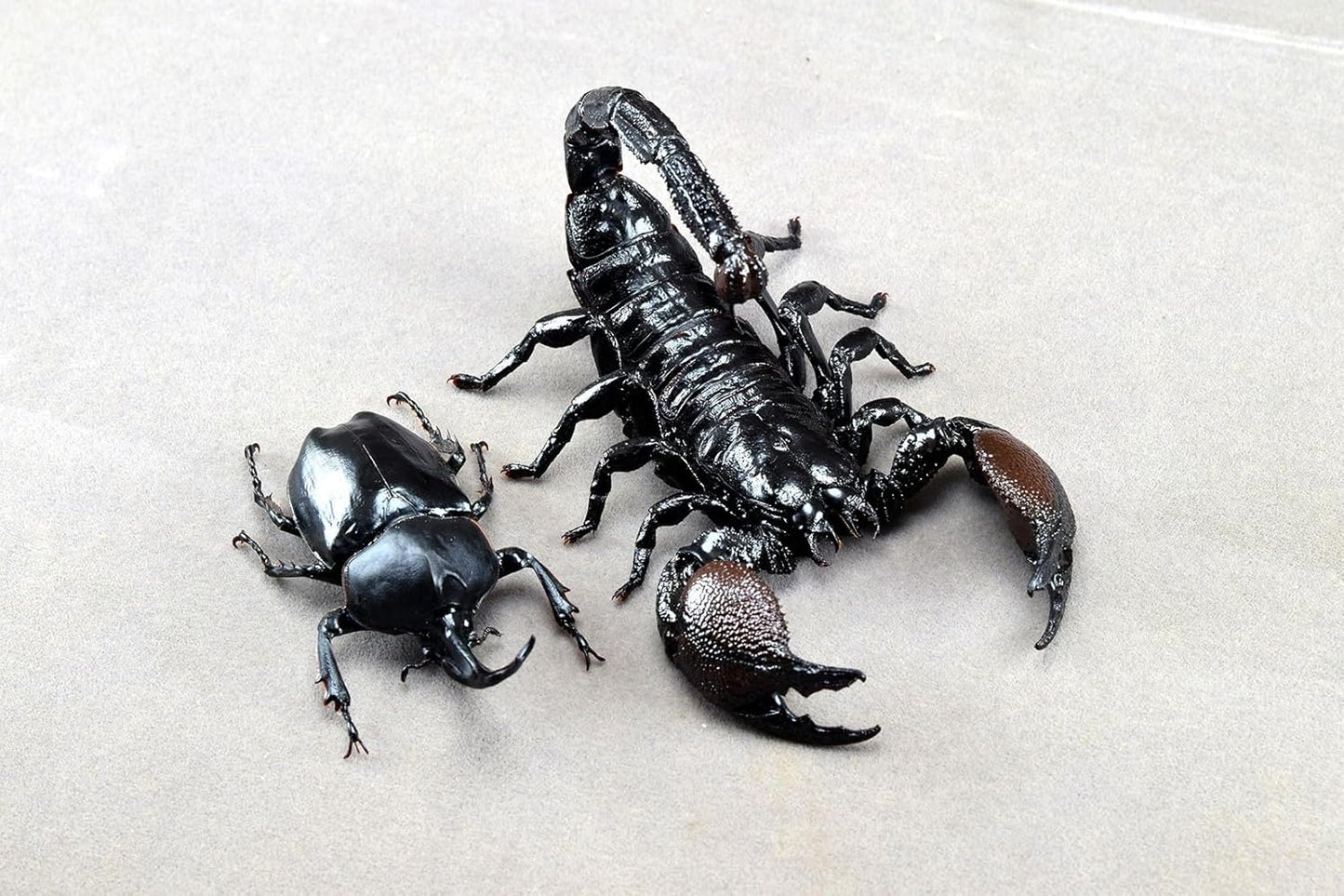 涅槃 ダイオウサソリ フィギュア Pandinus imperator コガネサソリ科 冷蔵庫貼り 磁気飾り物 マグネット リアル 成虫 図鑑 昆虫 甲虫 樹脂 大人安心 プラモ おもちゃ 模型 完成品