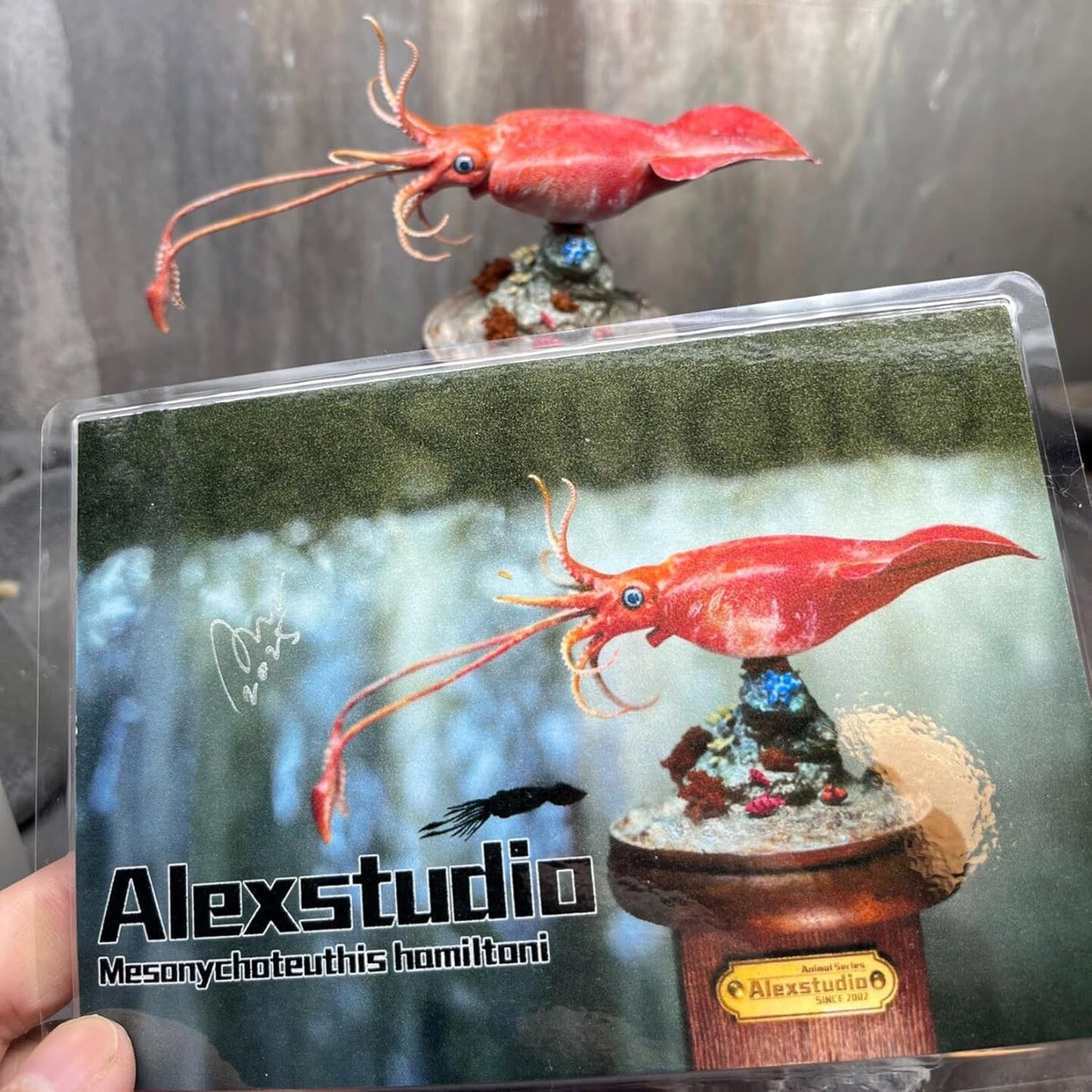 Alex STUDIO ダイオウホウズキイカ フィギュア ダイオウイカ サメハダホウズキイカ科 動物 無脊椎動物 海洋生物 リアル 樹脂 プラモデル 大人のおもちゃ 模型 プレゼント 置物 台座付き (15cm) [並行輸入品]