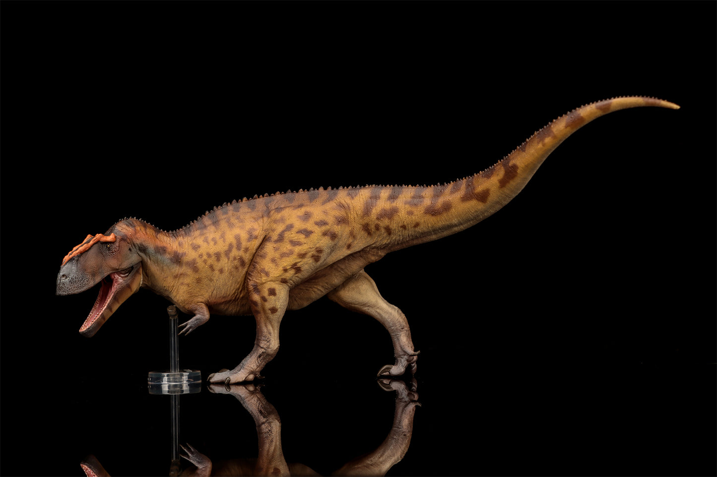 PNSO 成長シリーズ 96 タウロヴェナトル フィギュア 白亜紀 カルカロドントサウルス科 獣脚類 26cm級 恐竜 PVC おもちゃ 模型 恐竜好き