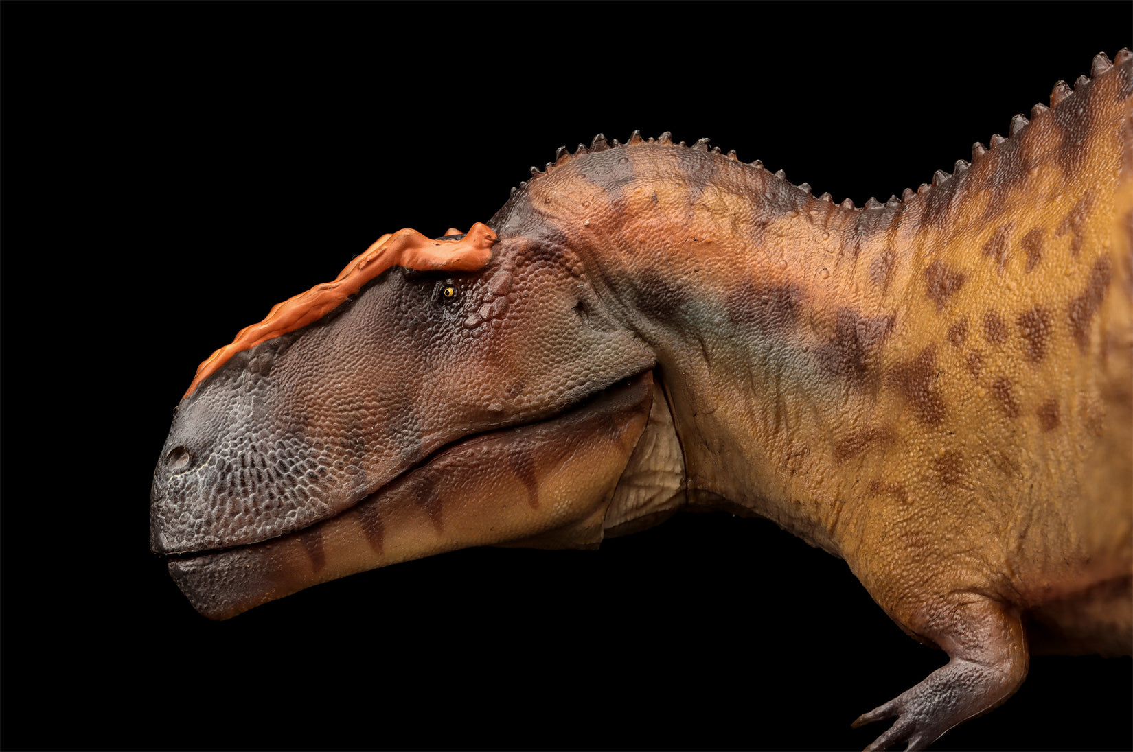 PNSO 成長シリーズ 96 タウロヴェナトル フィギュア 白亜紀 カルカロ